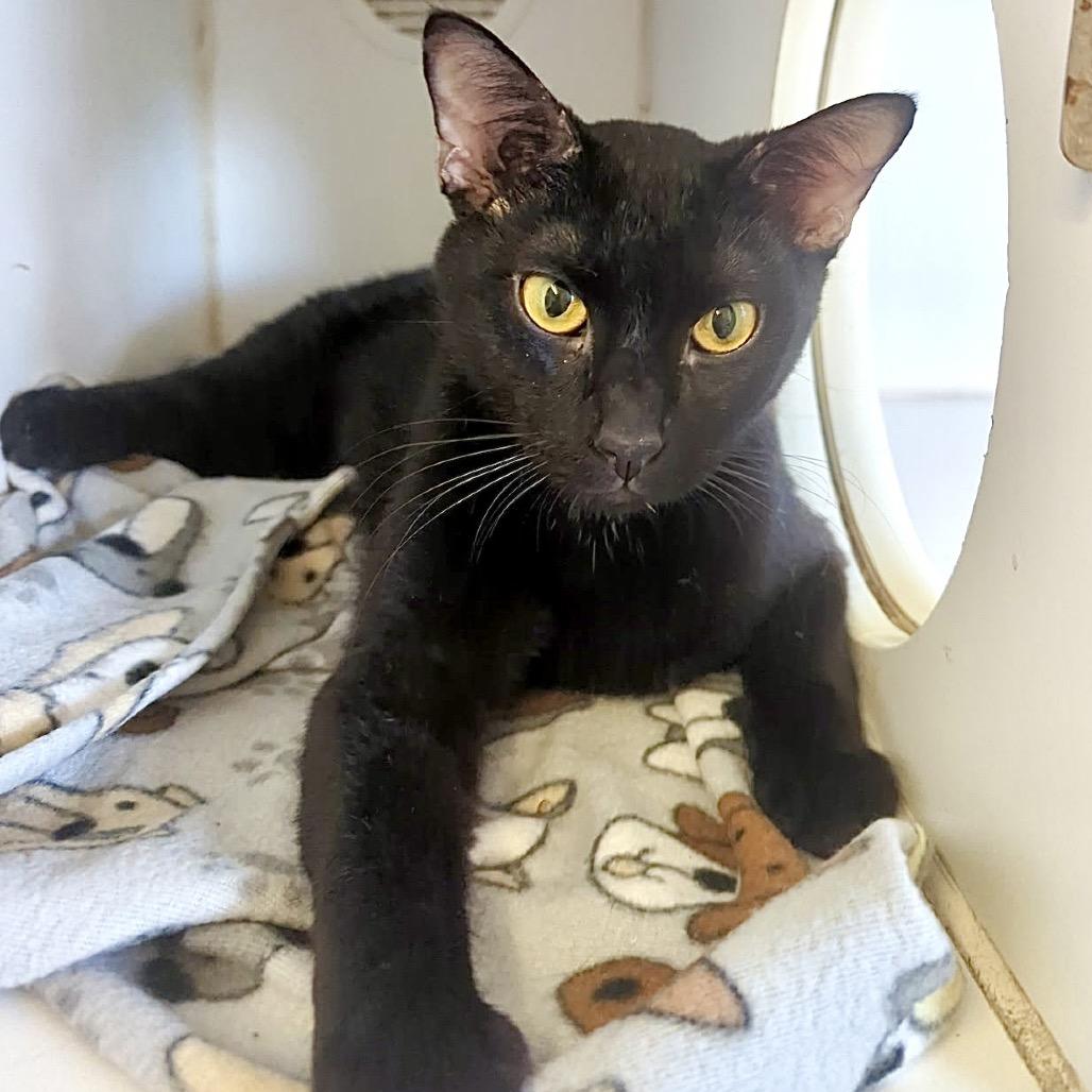 Roz, a Adoptable Domestic Short Hair in Denison, TX image 1/3