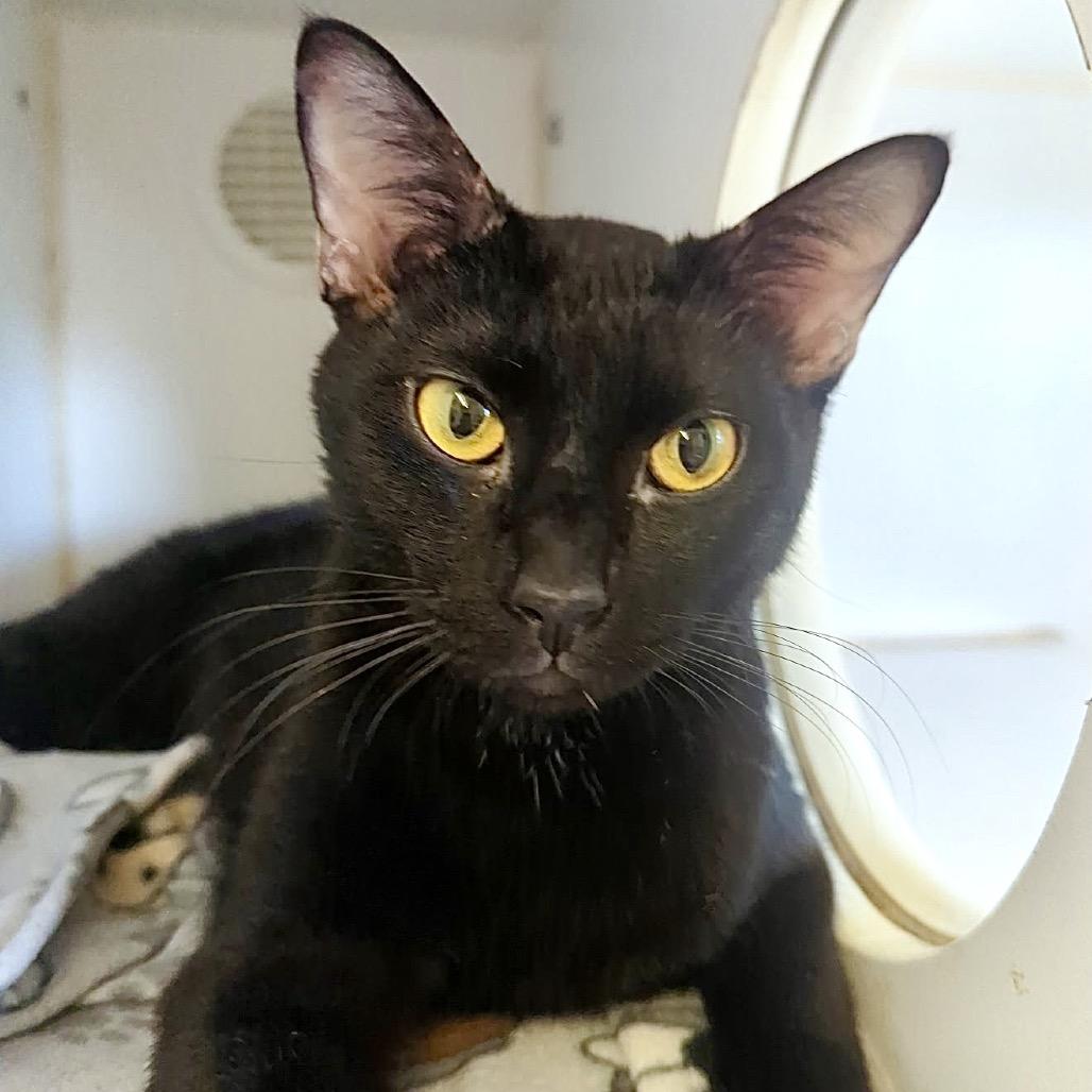 Roz, a Adoptable Domestic Short Hair in Denison, TX image 2/3