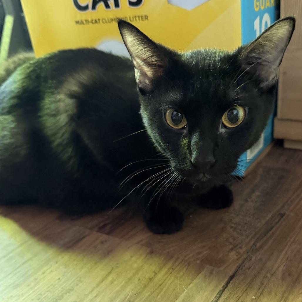 Roz, a Adoptable Domestic Short Hair in Denison, TX image 3/3