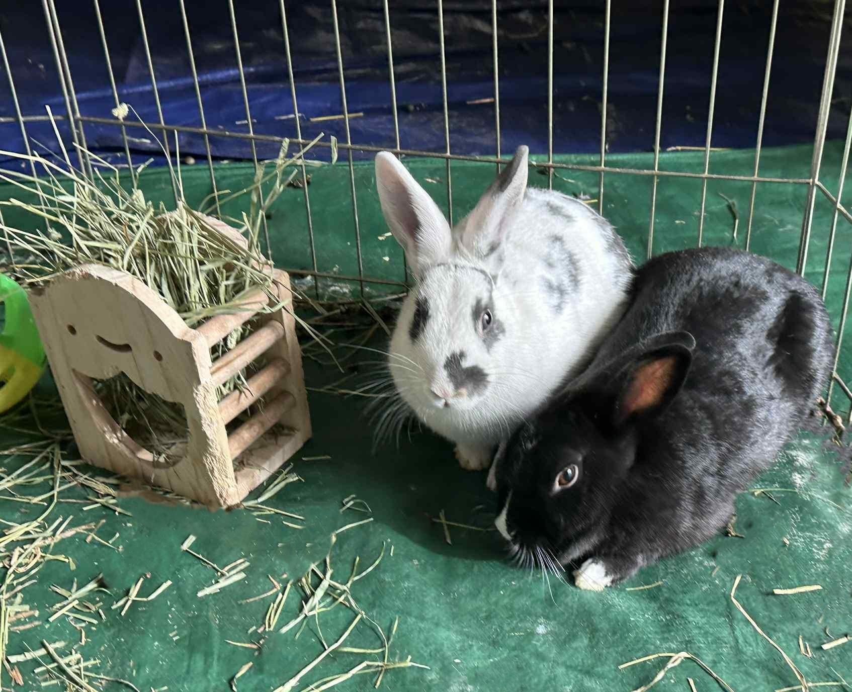 Luxe and Echo, Adoptable, Adult Female Satin.