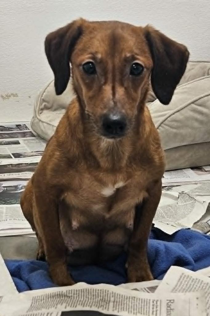 Enlarge Trixie, a Adoptable mixed breed in Murphysboro, IL image 1/1