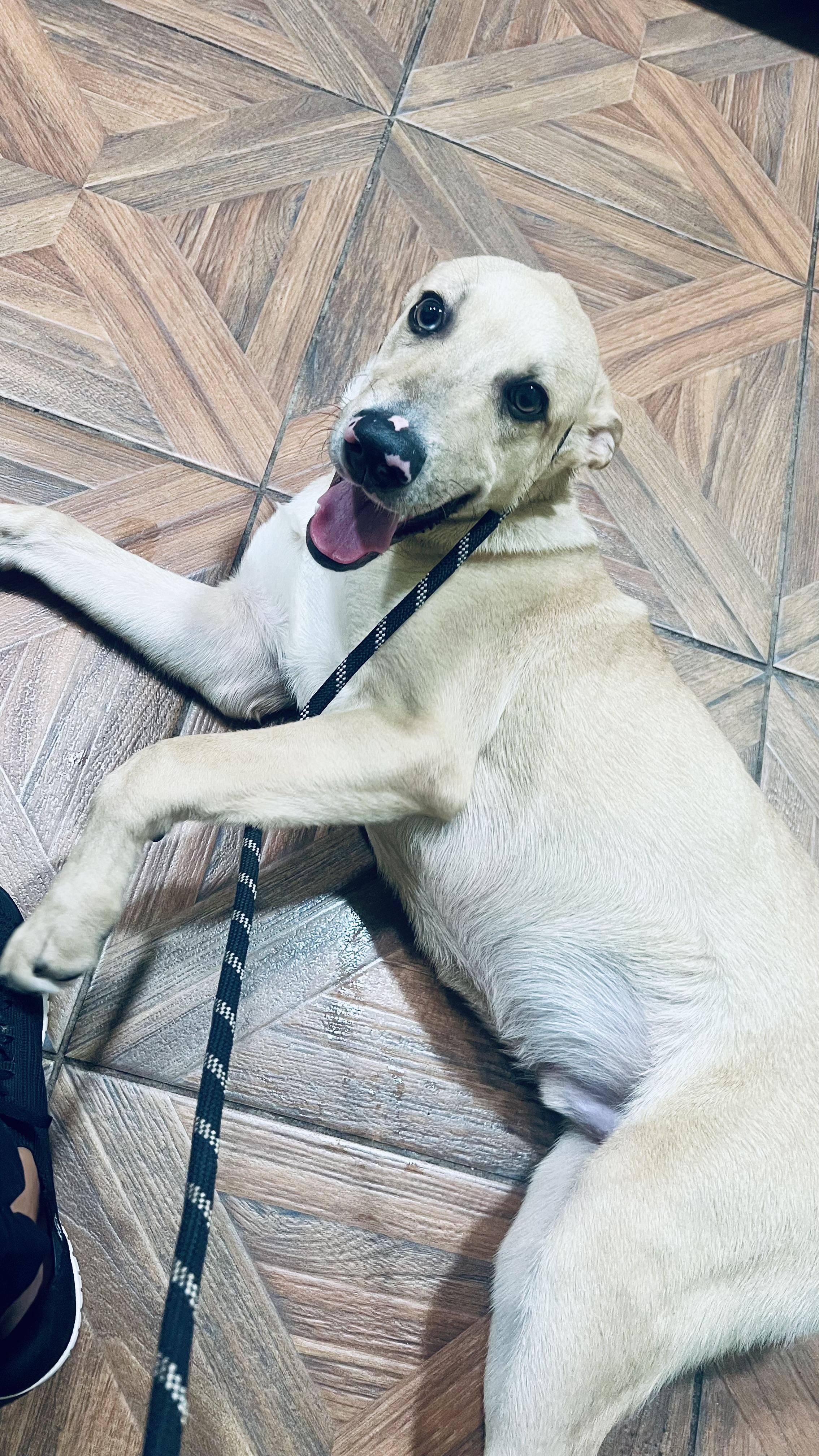 Sweet and Friendly Milo!