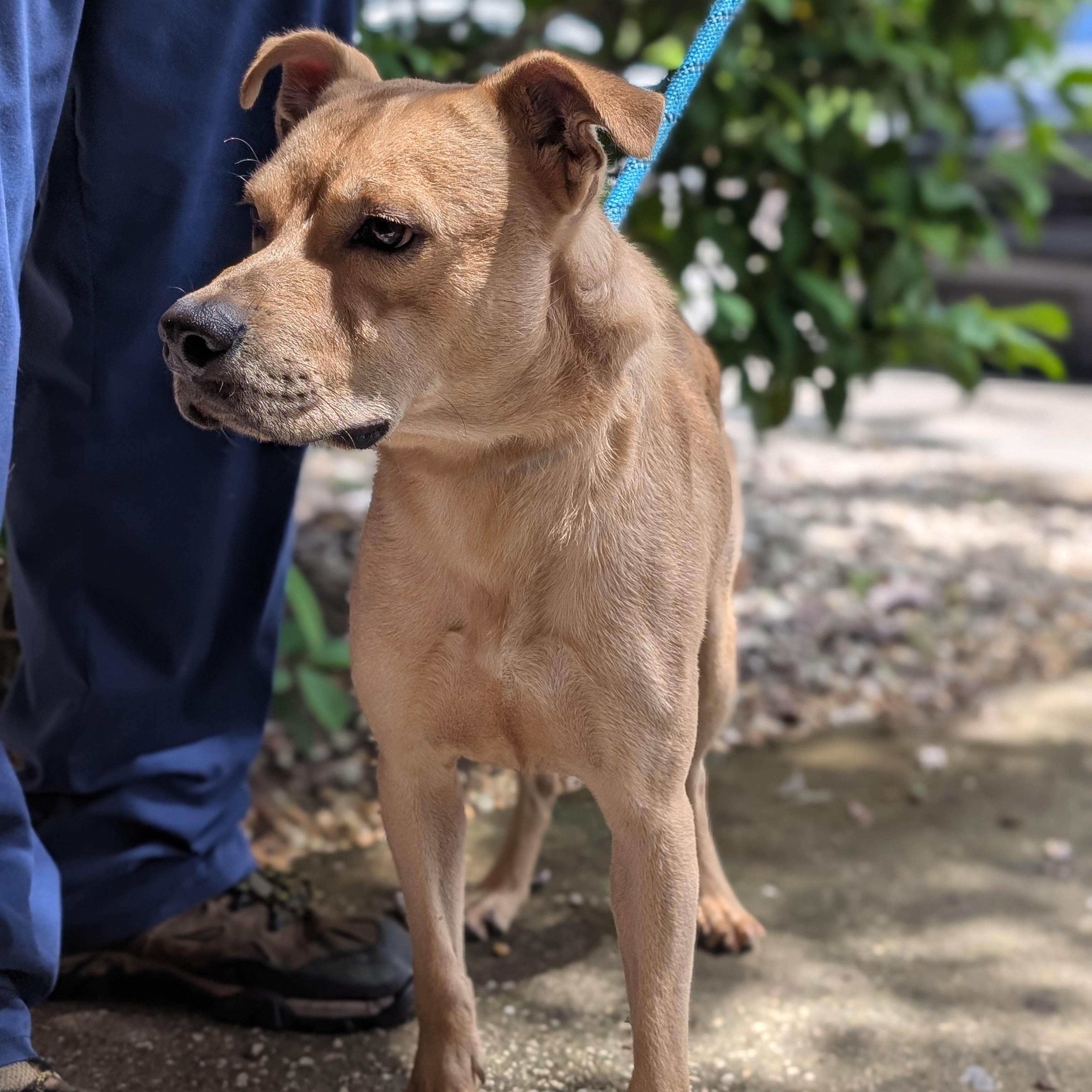 Benji, Adoptable, Adult Male Mixed Breed.