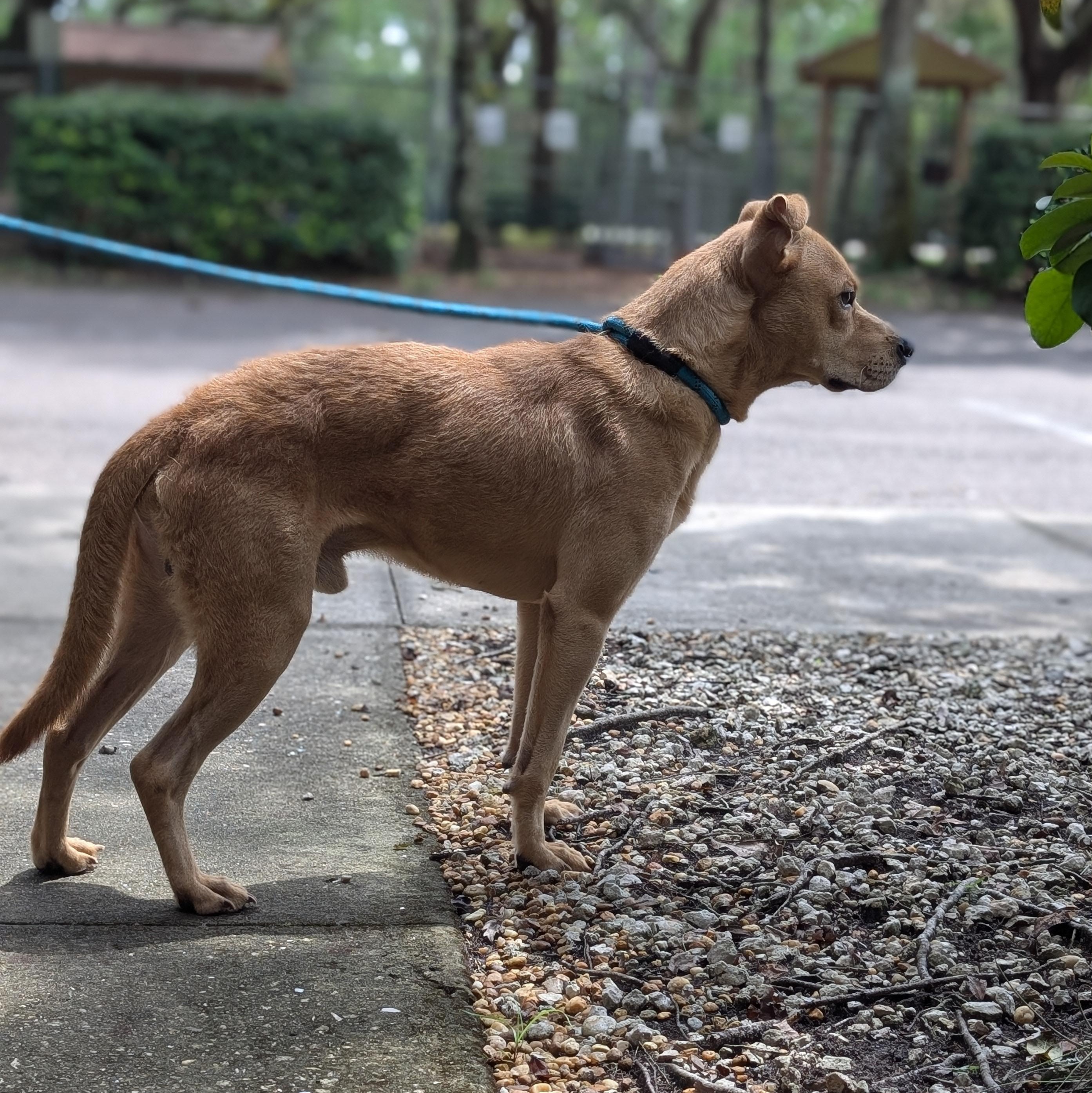 Enlarge Benji, a Adoptable Mixed Breed in St. Augustine, FL image 2/4