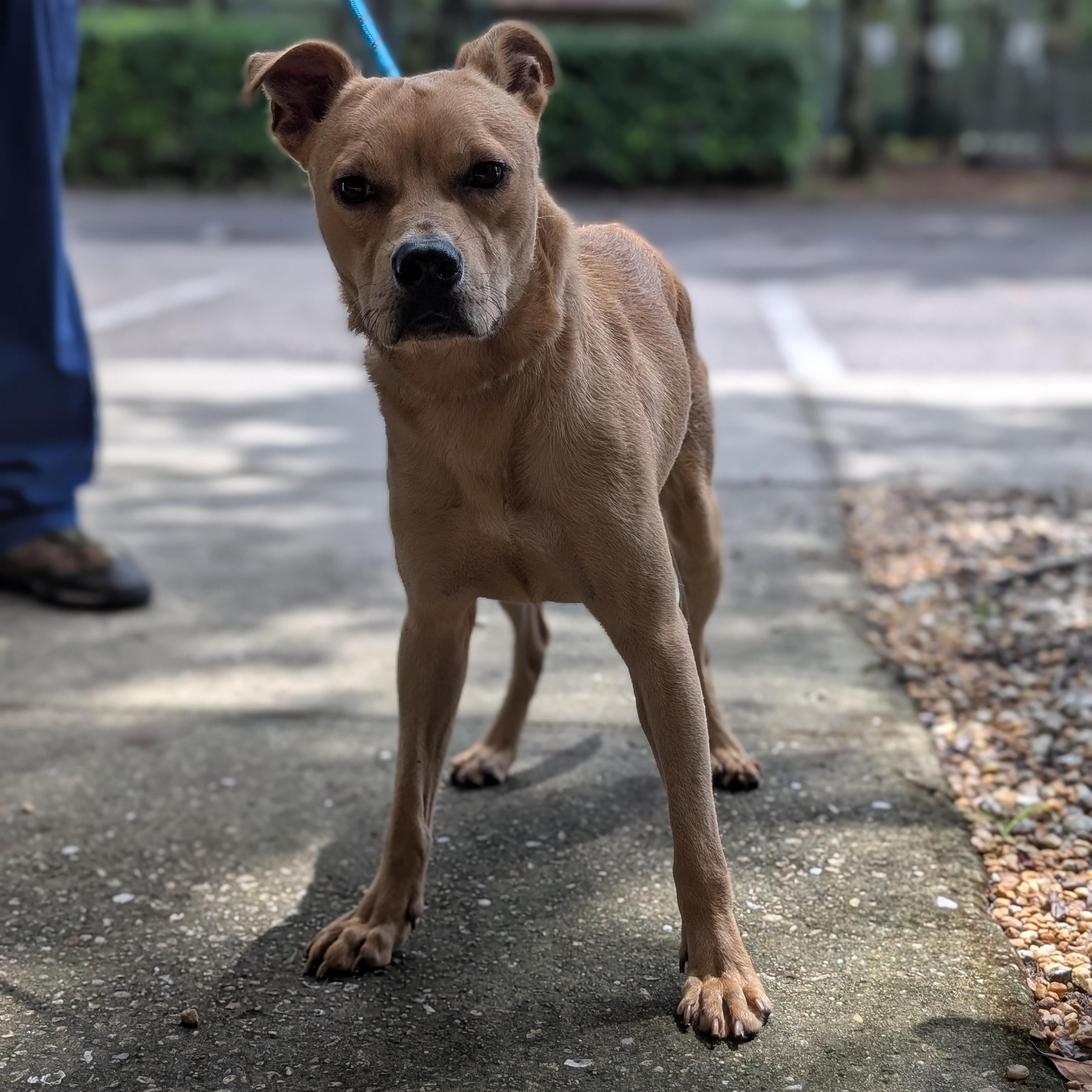 Enlarge Benji, a Adoptable Mixed Breed in St. Augustine, FL image 3/4