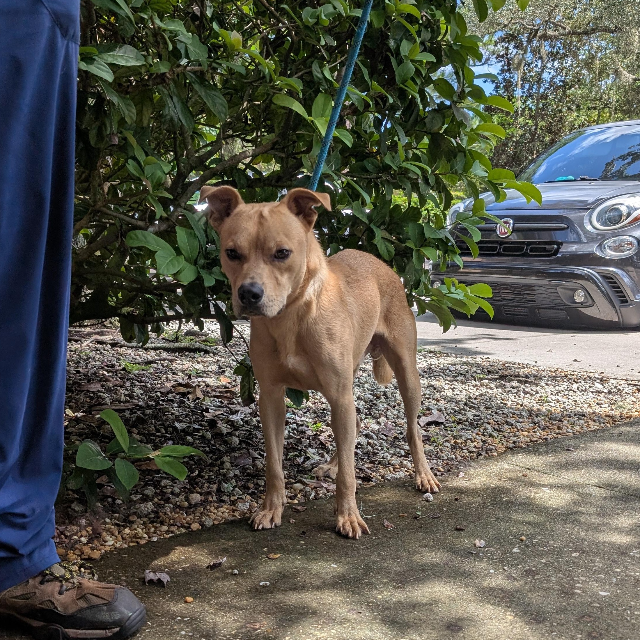 Enlarge Benji, a Adoptable Mixed Breed in St. Augustine, FL image 4/4