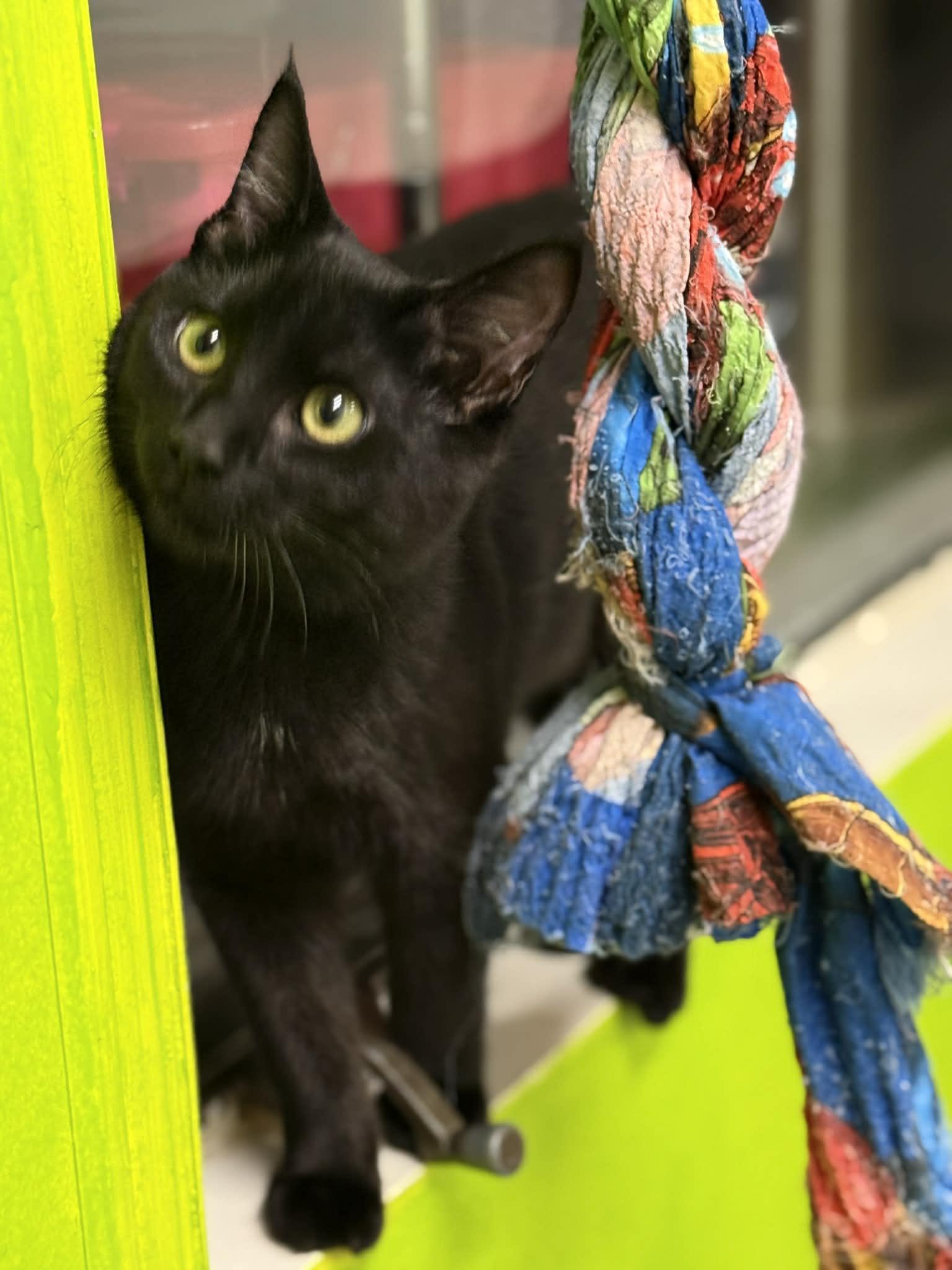 Enlarge Bacon, a ADOPTABLE Domestic Short Hair in St. Maries, ID image 3/4