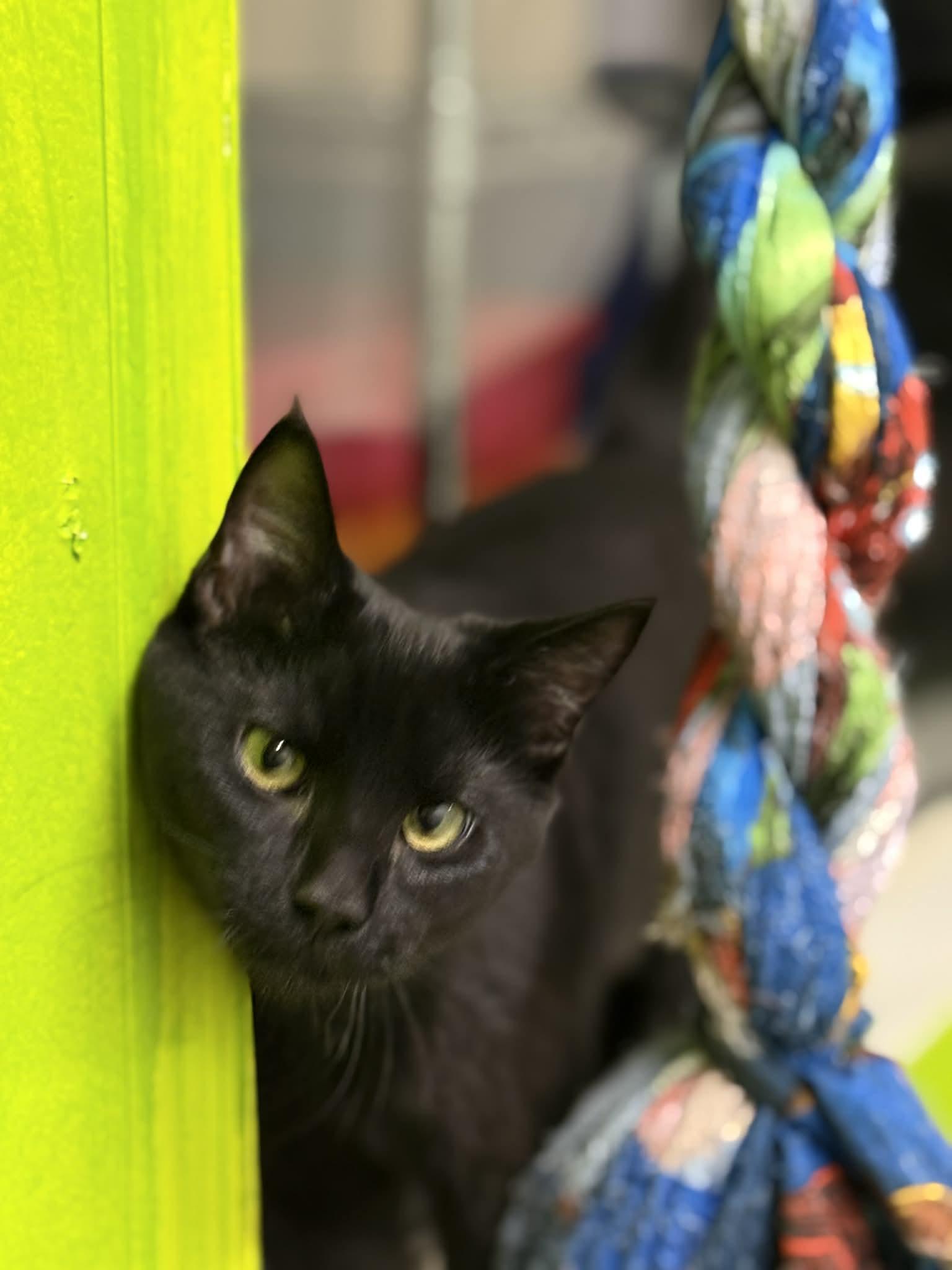 Enlarge Bacon, a ADOPTABLE Domestic Short Hair in St. Maries, ID image 4/4