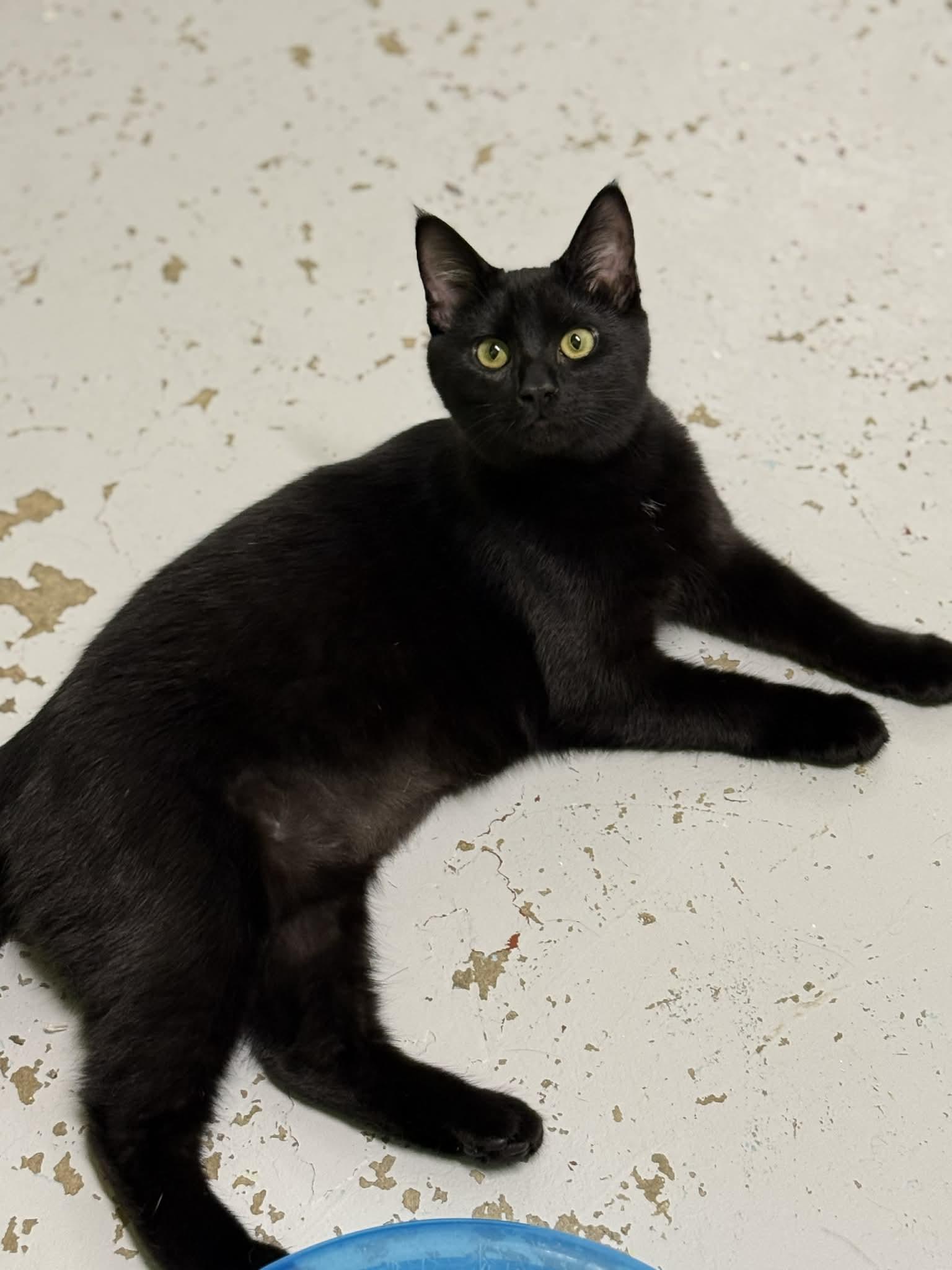 Enlarge Bacon, a ADOPTABLE Domestic Short Hair in St. Maries, ID image 1/4