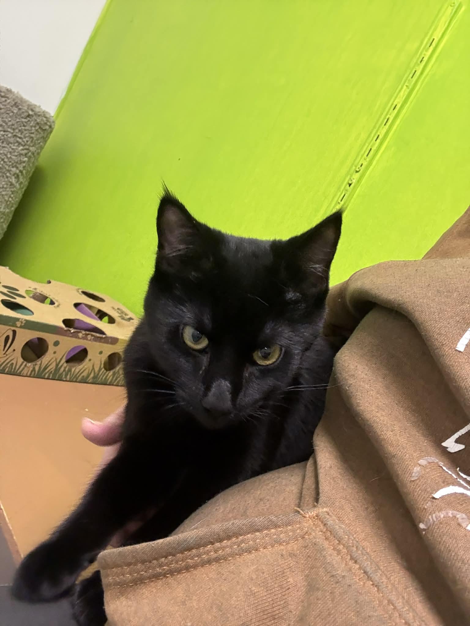 Enlarge Bacon, a ADOPTABLE Domestic Short Hair in St. Maries, ID image 2/4