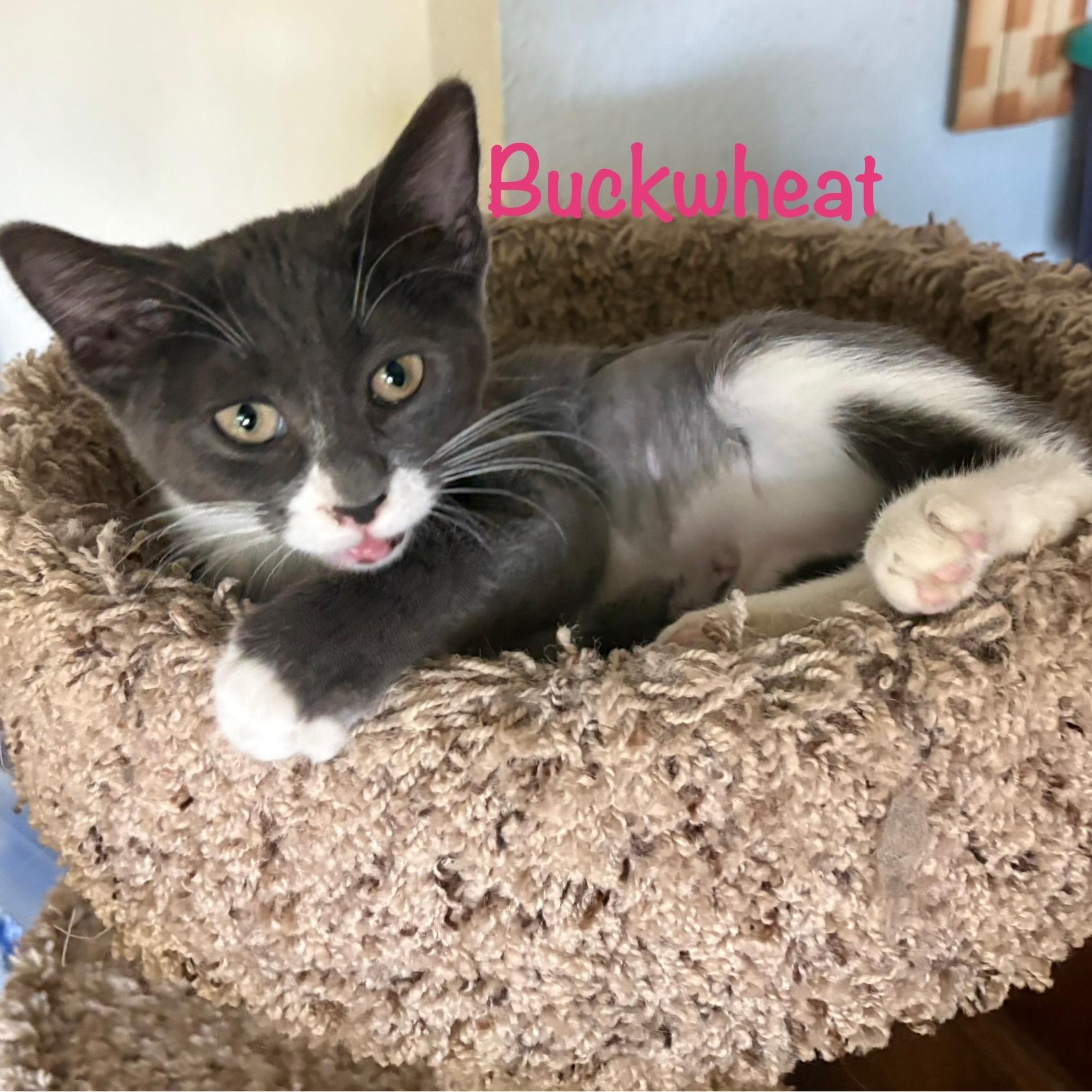Buckwheat (call 602-692-1499 to meet Buckwheat)