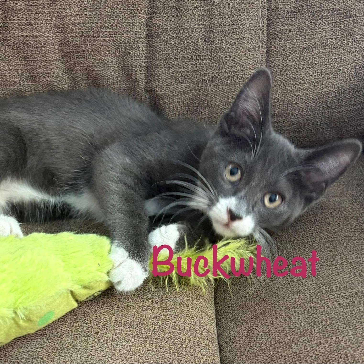 Buckwheat (call 602-692-1499 to meet Buckwheat)