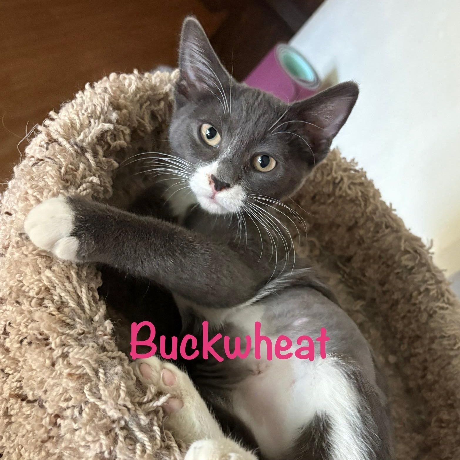 Buckwheat (call 602-692-1499 to meet Buckwheat)