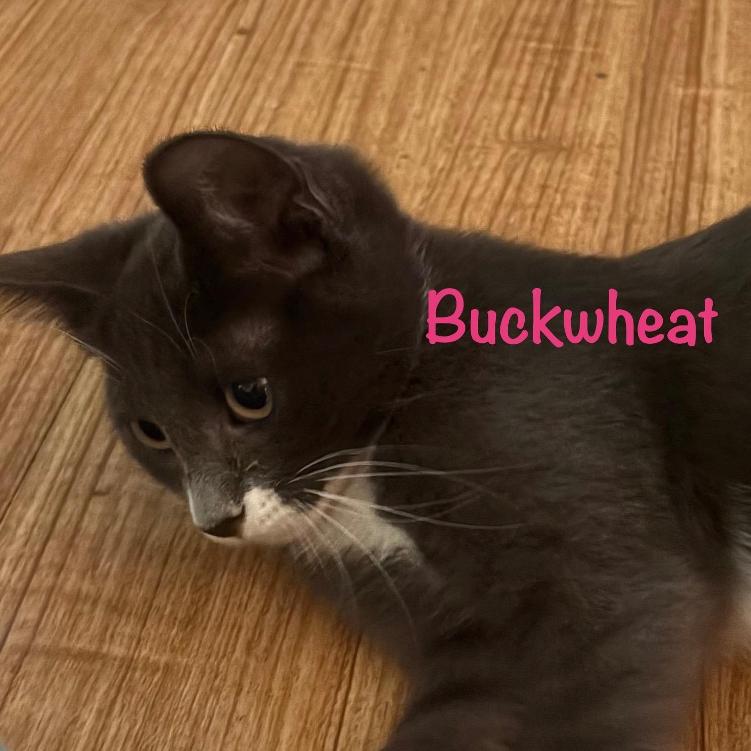 Buckwheat (call 602-692-1499 to meet Buckwheat) 4