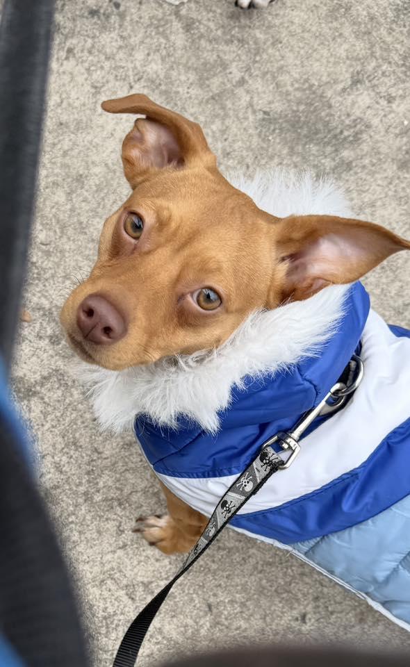 Blondie Ambition thumbnail 5