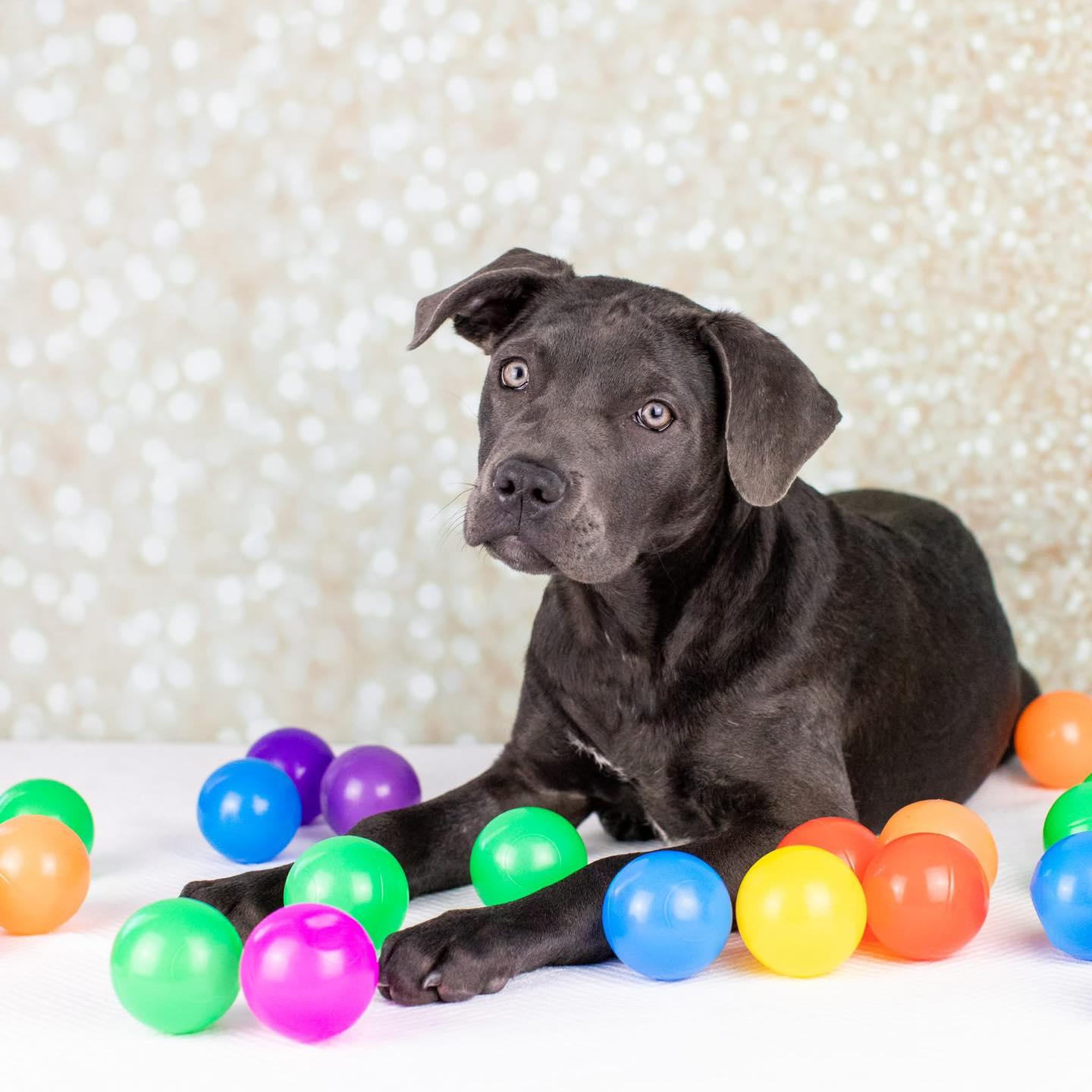 Shyla, Adoptable, Young Female Mixed Breed.