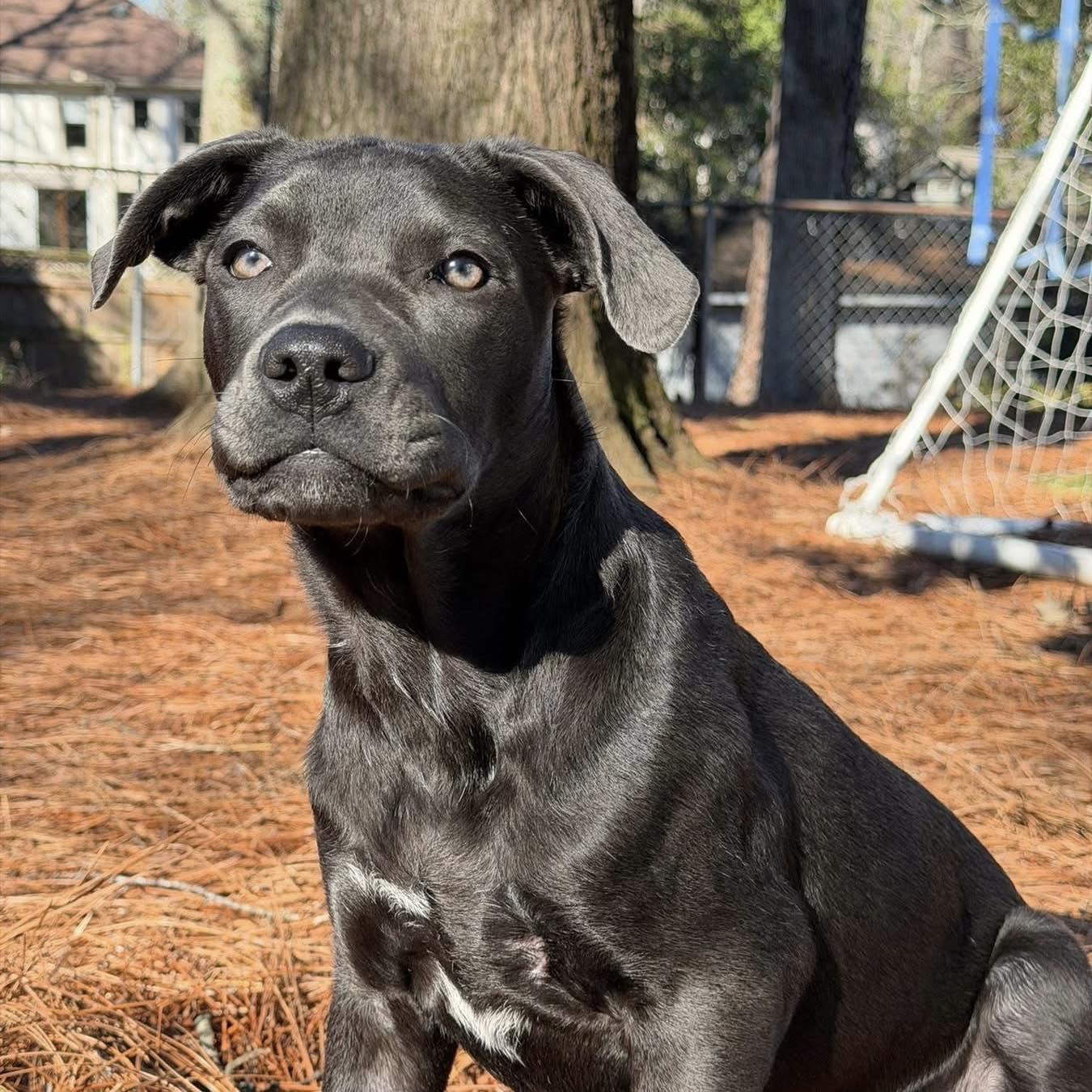 Enlarge Shyla, a Adoptable mixed breed in Smyrna, GA image 5/6