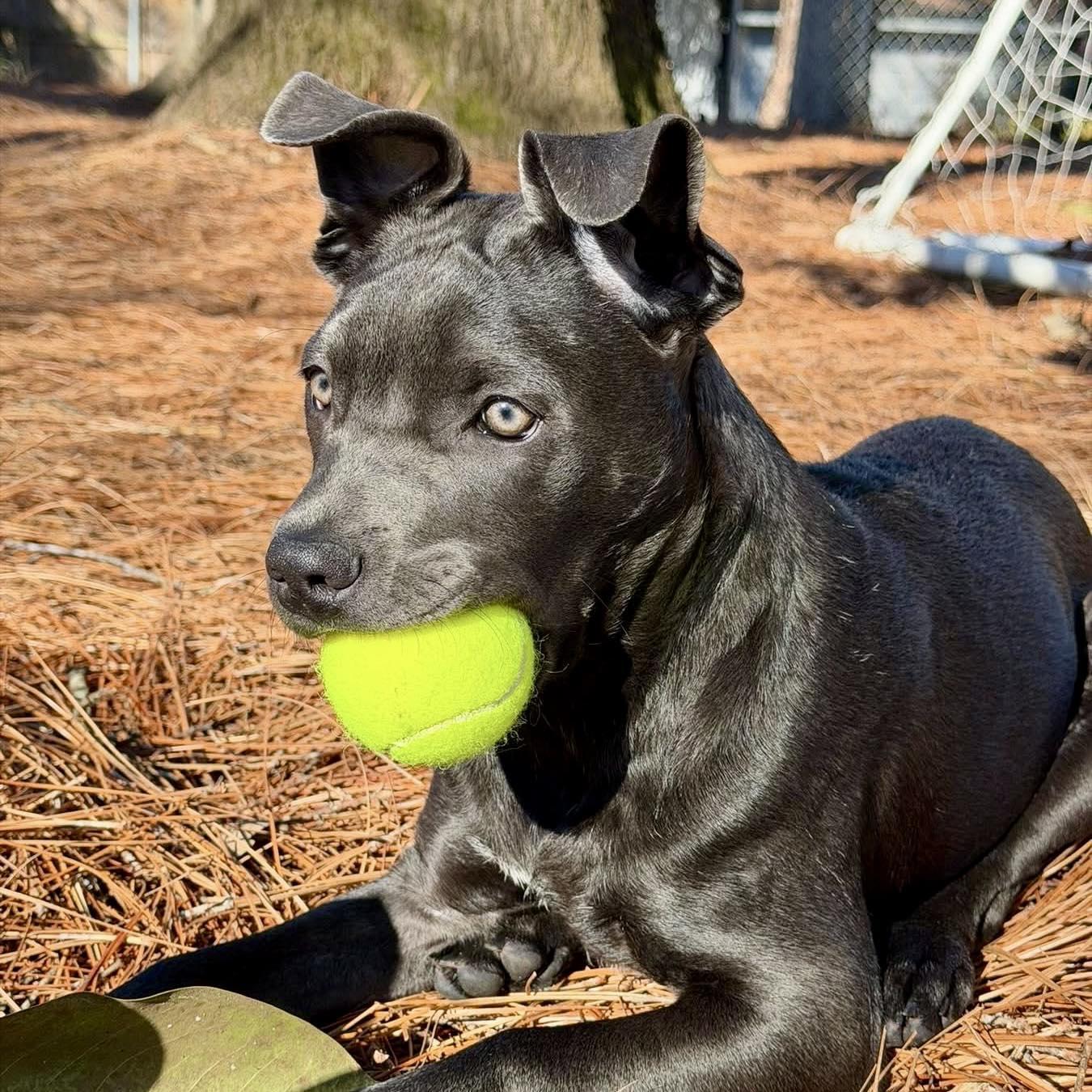 Enlarge Shyla, a Adoptable mixed breed in Smyrna, GA image 2/6