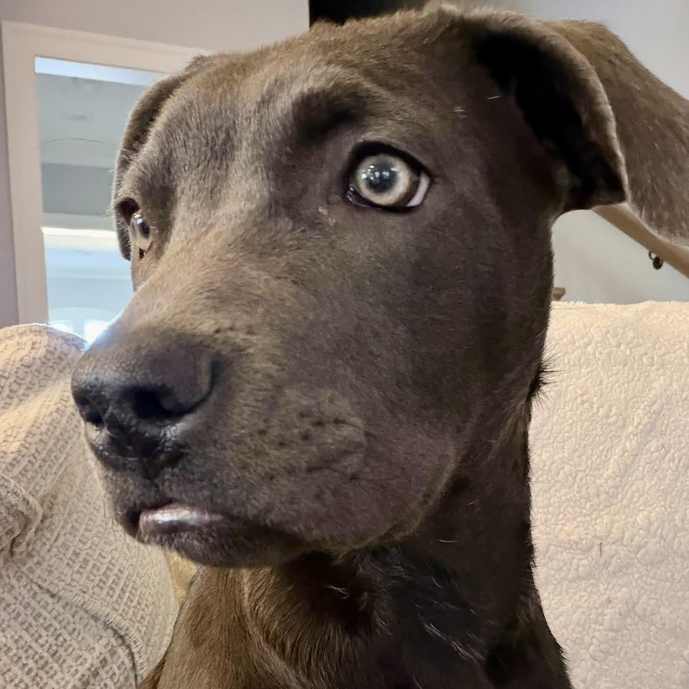 Enlarge Shyla, a Adoptable mixed breed in Smyrna, GA image 3/6