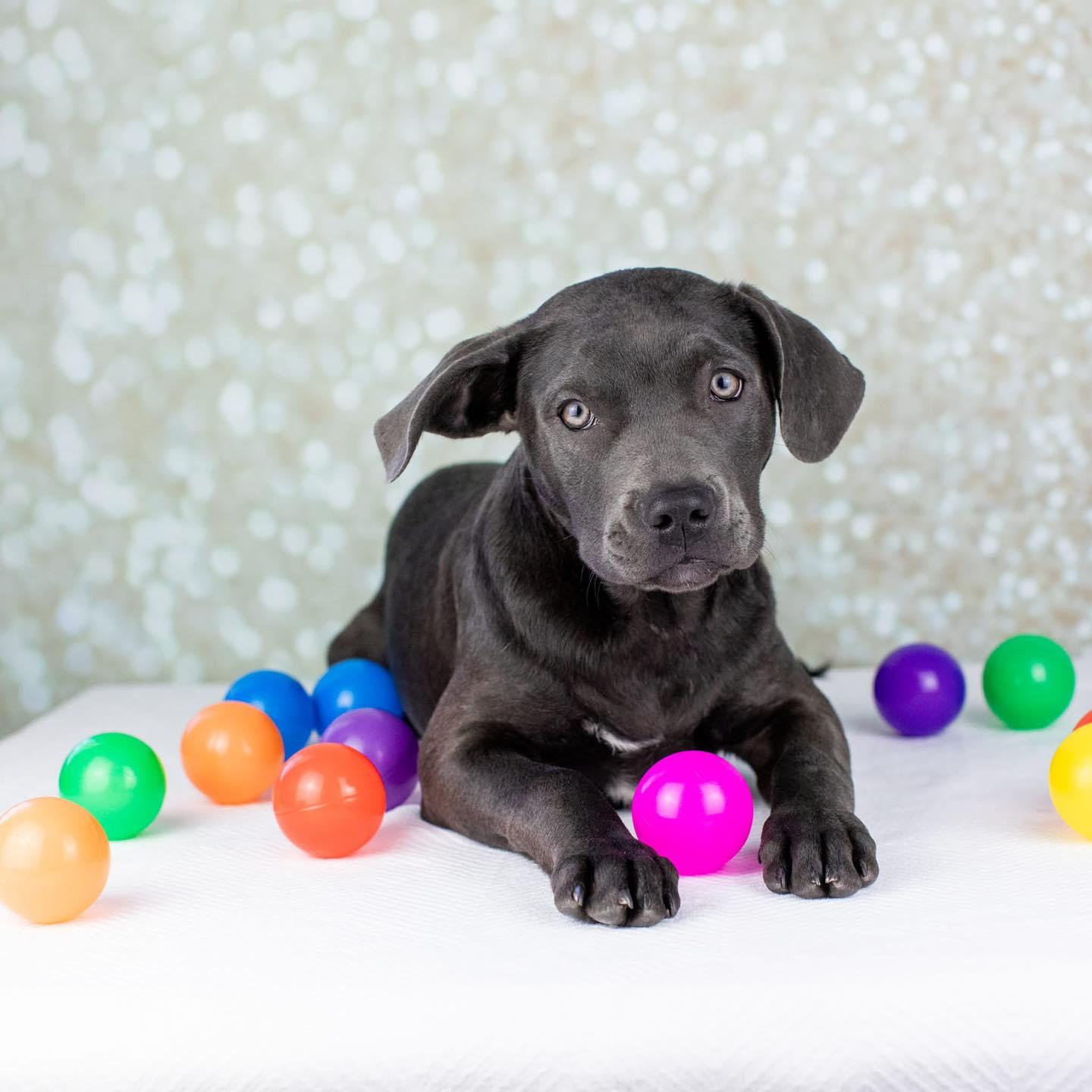 Enlarge Shyla, a Adoptable mixed breed in Smyrna, GA image 4/6