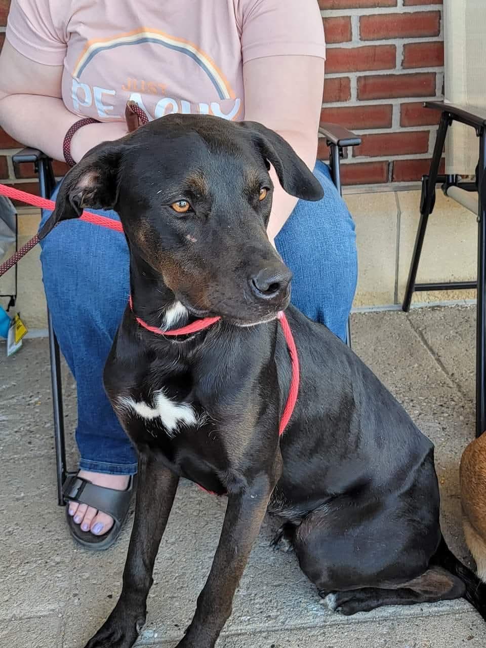 Jaguar, a Adoptable mixed breed in Sioux City, IA image 1/6