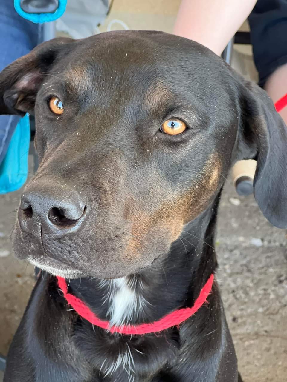 Jaguar, a Adoptable mixed breed in Sioux City, IA image 4/6
