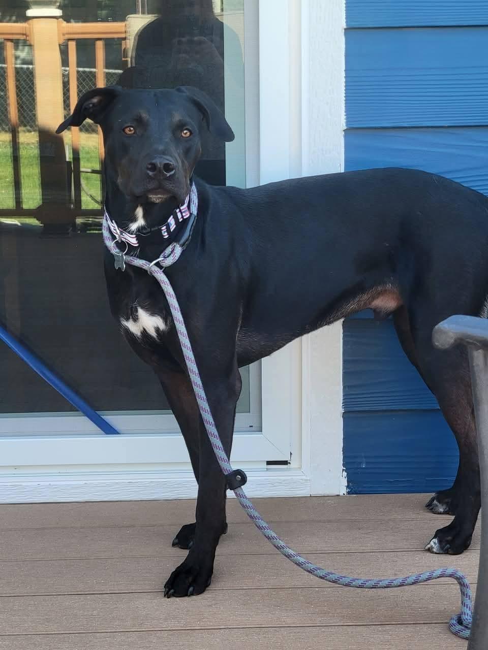 Jaguar, a Adoptable mixed breed in Sioux City, IA image 2/6