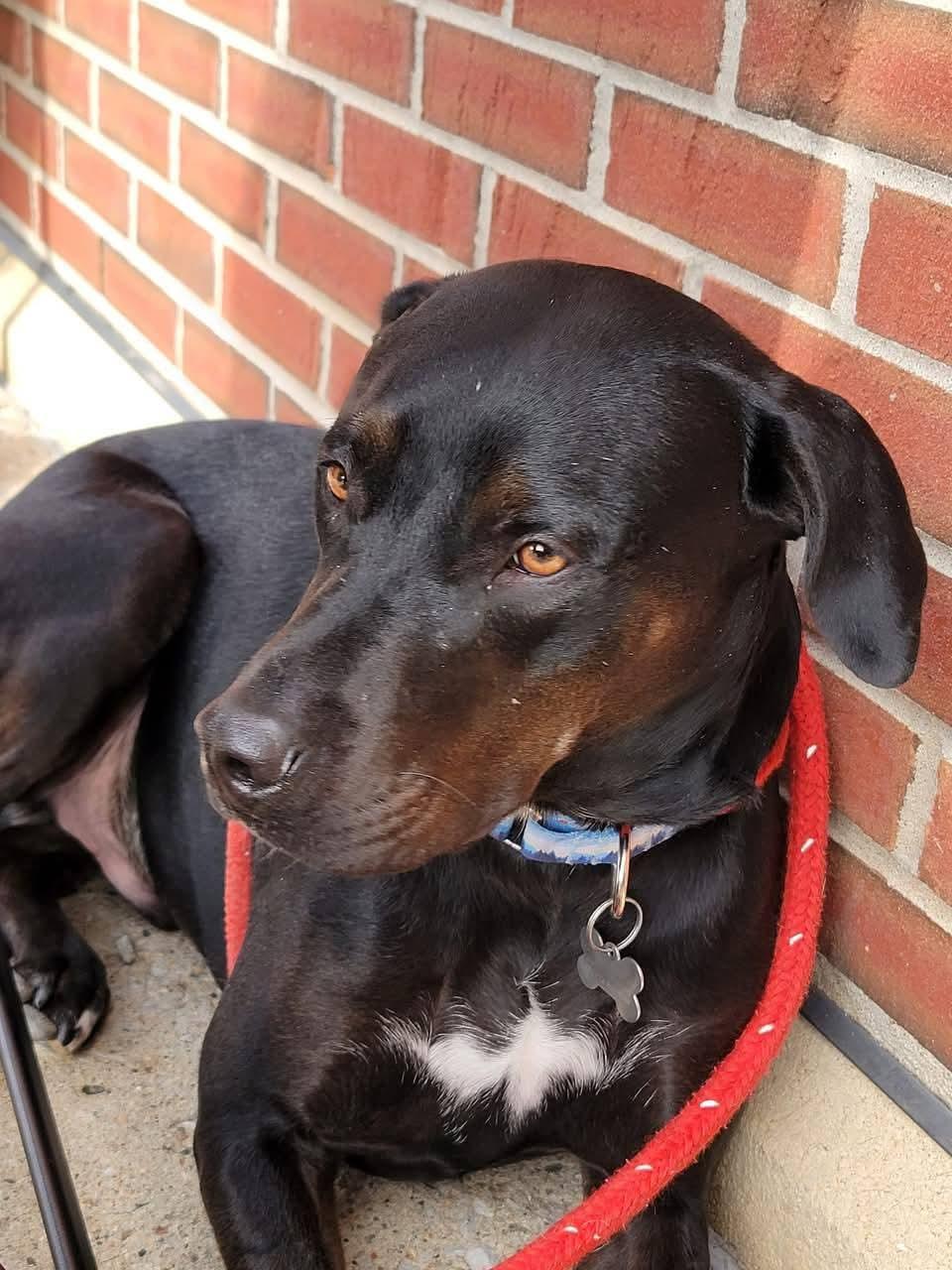 Jaguar, Adoptable, Adult Male Chocolate Labrador Retriever & Pit Bull Terrier.