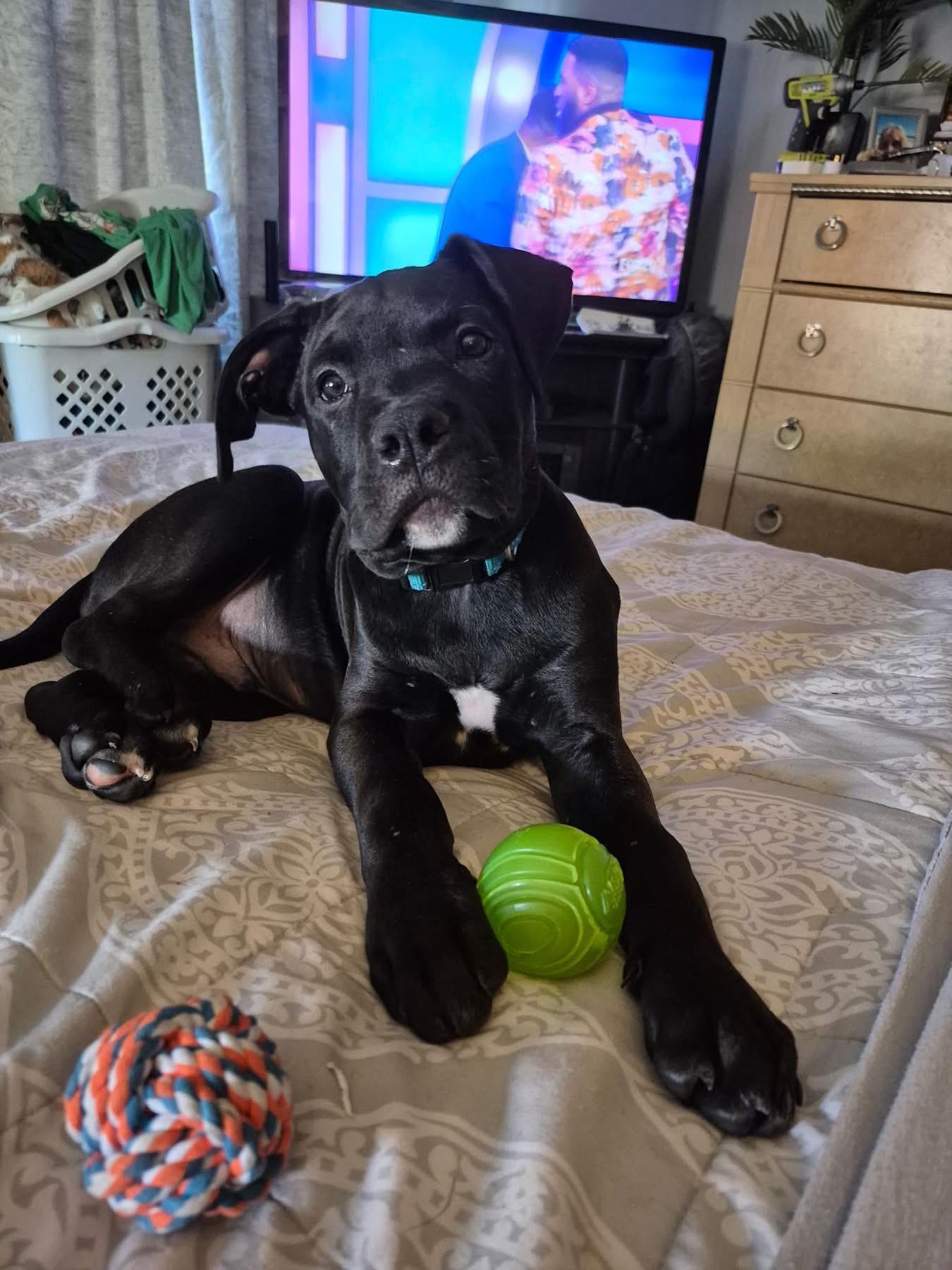 Enlarge Pumpkin, a Adopted mixed breed in Akron, NY image 1/3