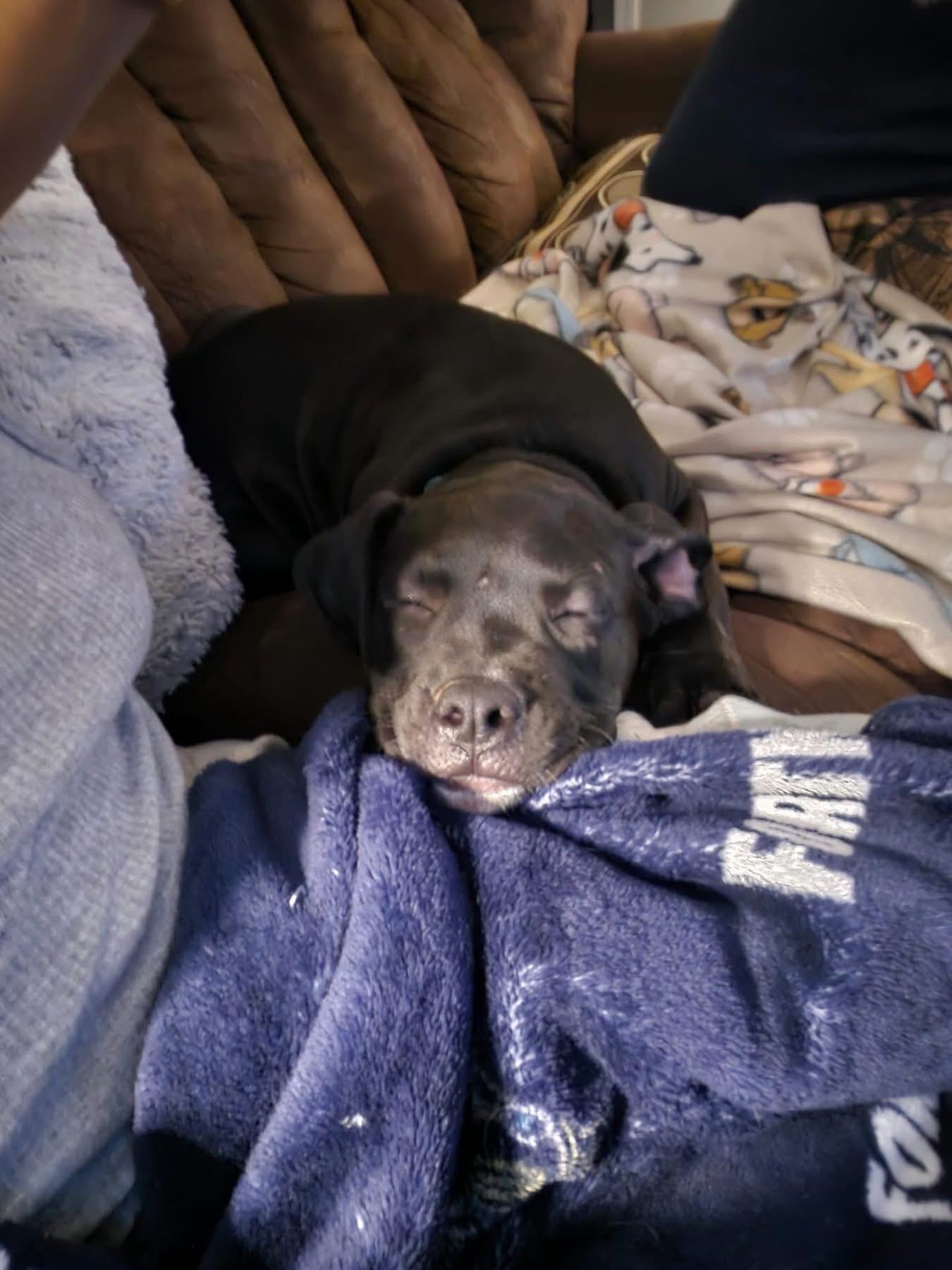 Enlarge Pumpkin, a Adopted mixed breed in Akron, NY image 2/3