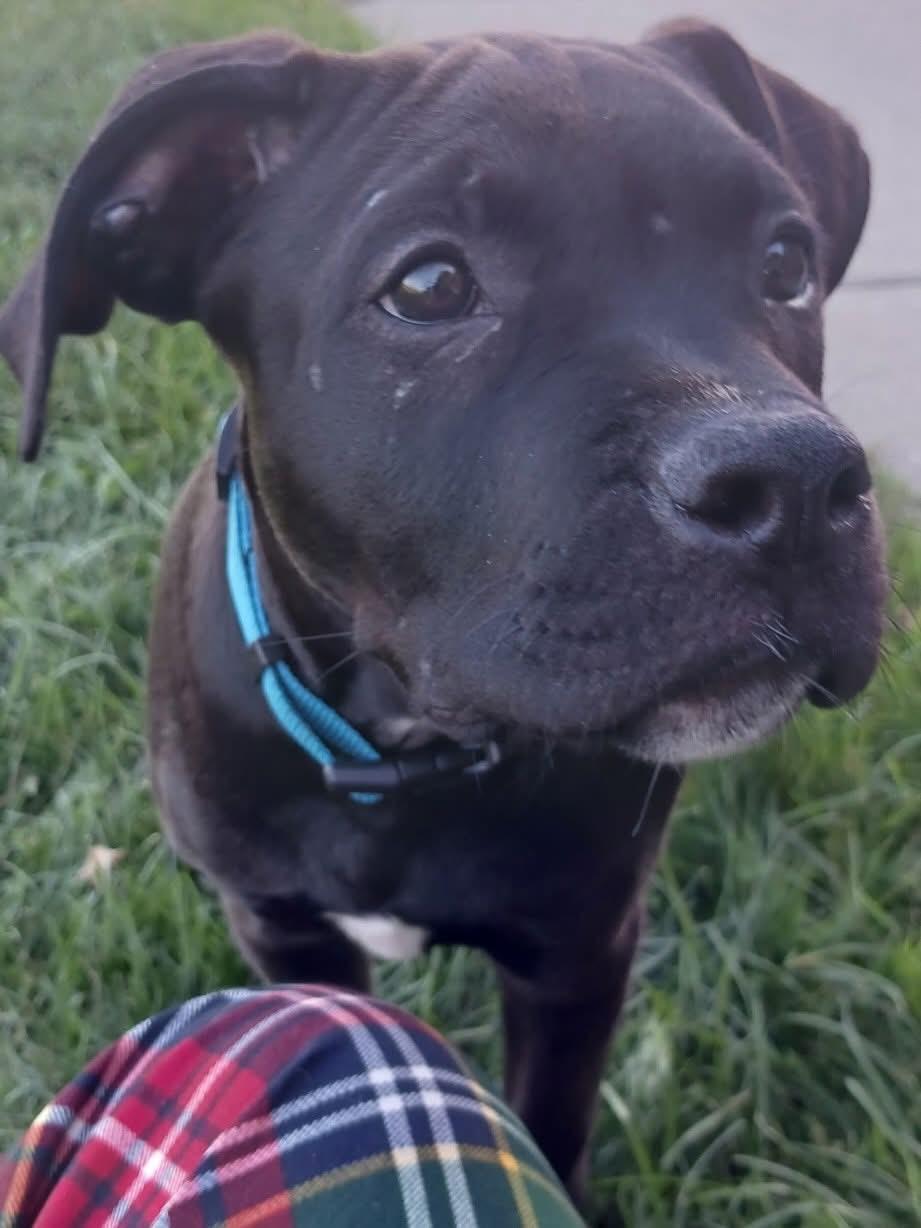 Pumpkin, Adopted, Young Male Mastiff & Pit Bull Terrier.