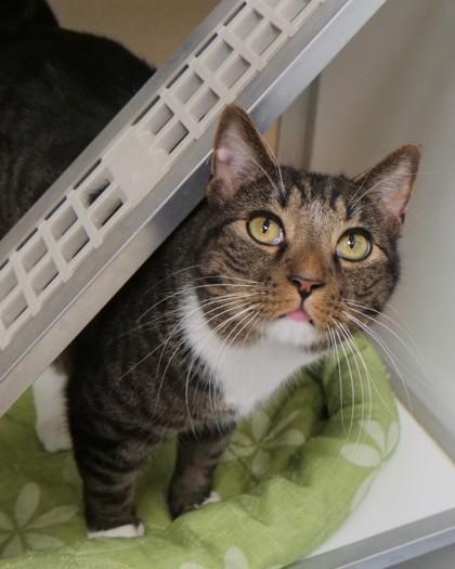 Twix — thumbnail 2