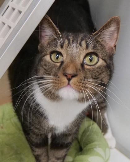 Twix — thumbnail 3