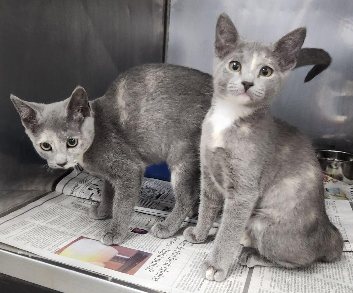 AVAILABLE KITTENS photo 5