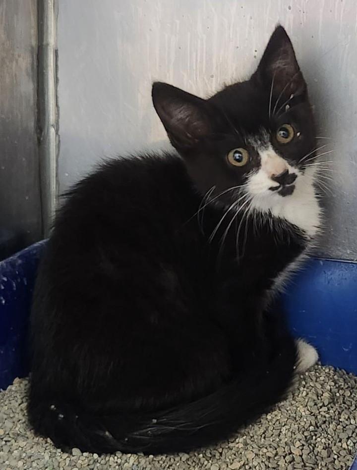 AVAILABLE KITTENS photo 2