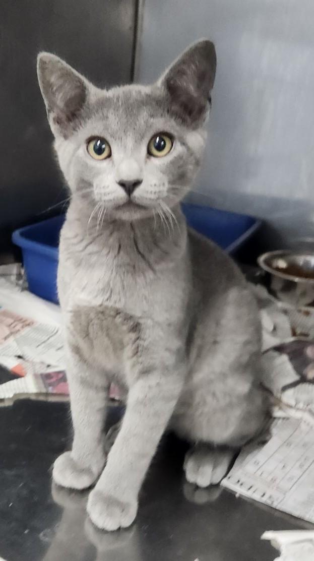 AVAILABLE KITTENS