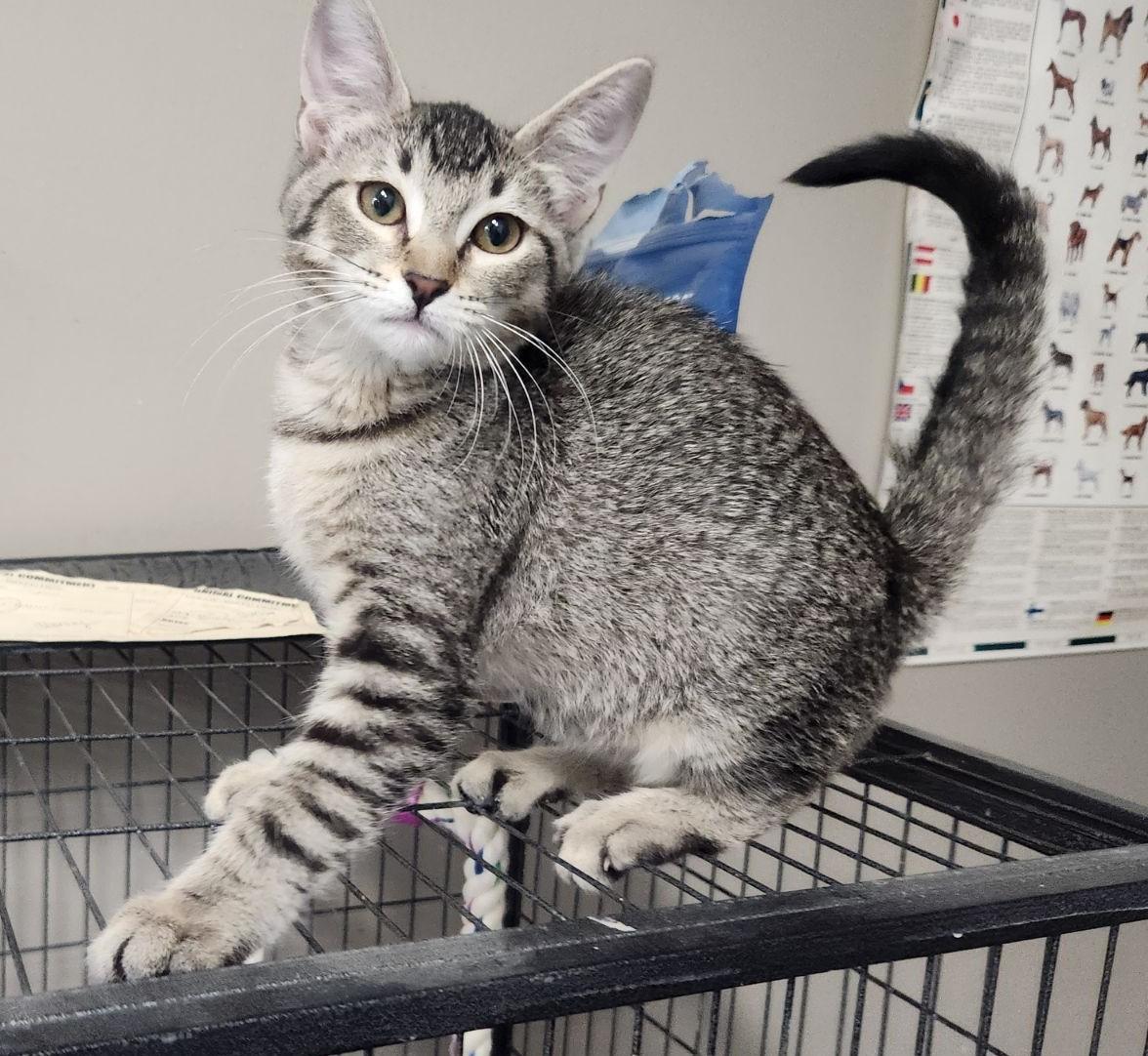 AVAILABLE KITTENS photo 6