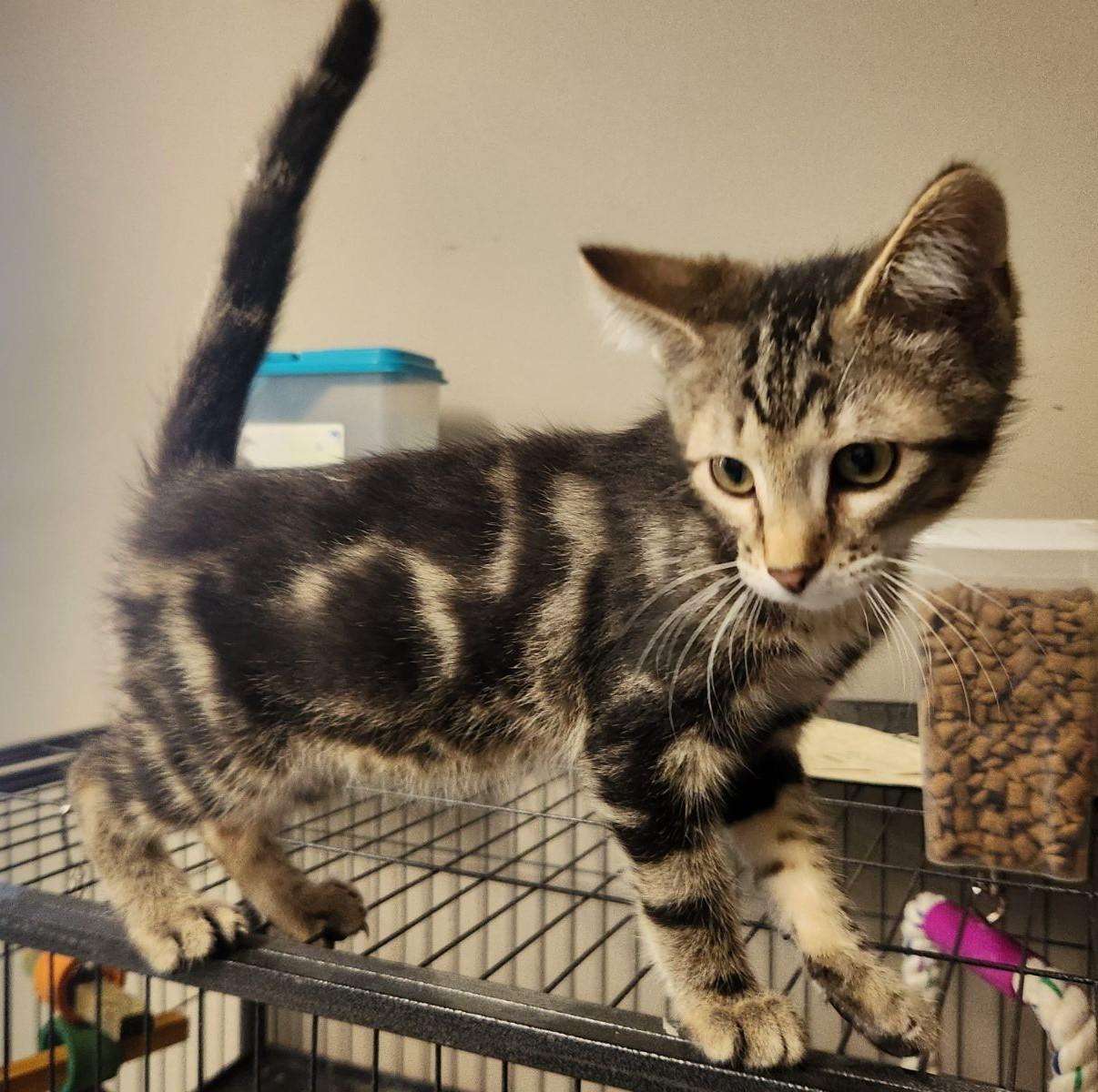 AVAILABLE KITTENS photo 4