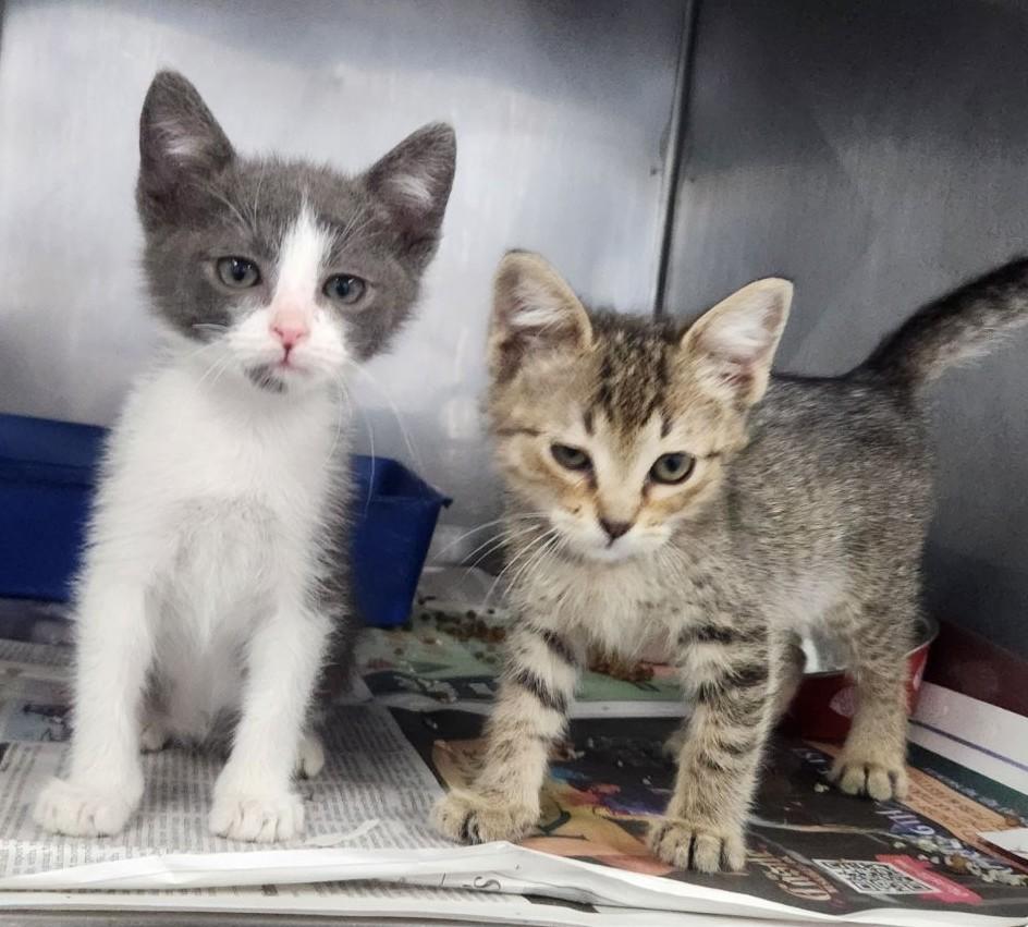 AVAILABLE KITTENS photo 3