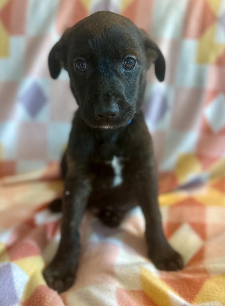 Sirius, Adoptable, Puppy Male Labrador Retriever & Plott Hound.
