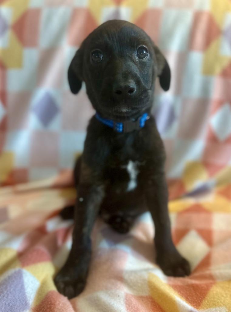 Enlarge Sirius, a Adoptable mixed breed in Hudson, NY image 2/2