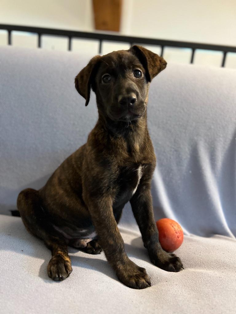 Enlarge Jameson, a Adoptable mixed breed in Hudson, NY image 1/1