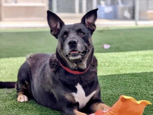 NOVA, Adoptable, Adult Female Rottweiler & German Shepherd Dog.