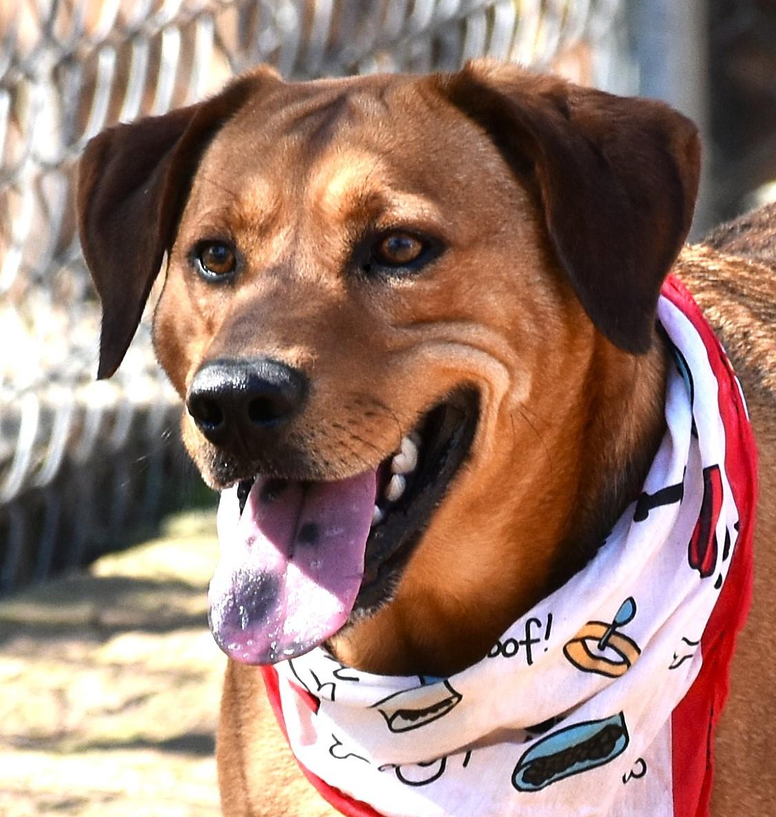Enlarge Bowser, a Adoptable mixed breed in Wedowee, AL image 2/6