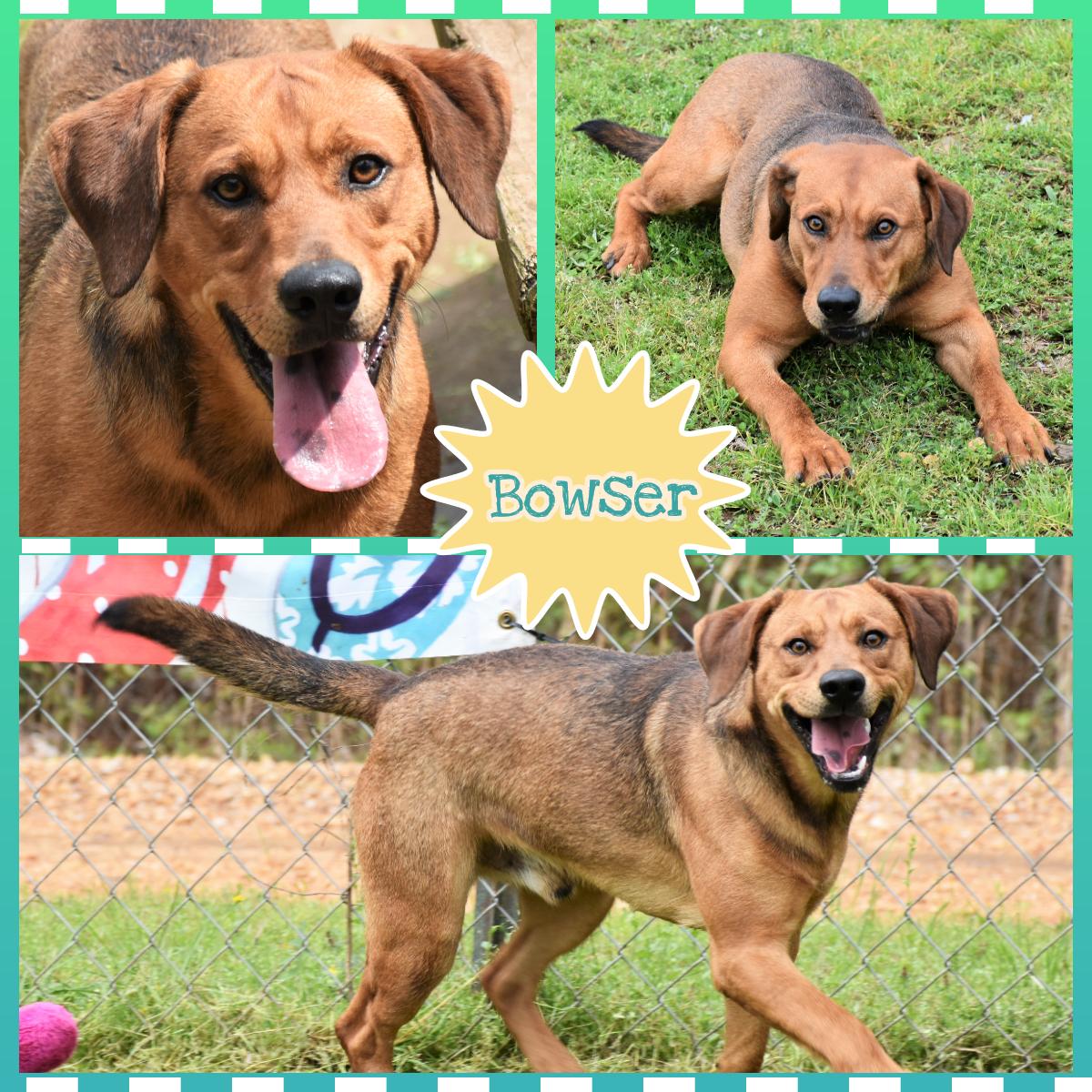 Bowser, a Adoptable mixed breed in Wedowee, AL image 4/12