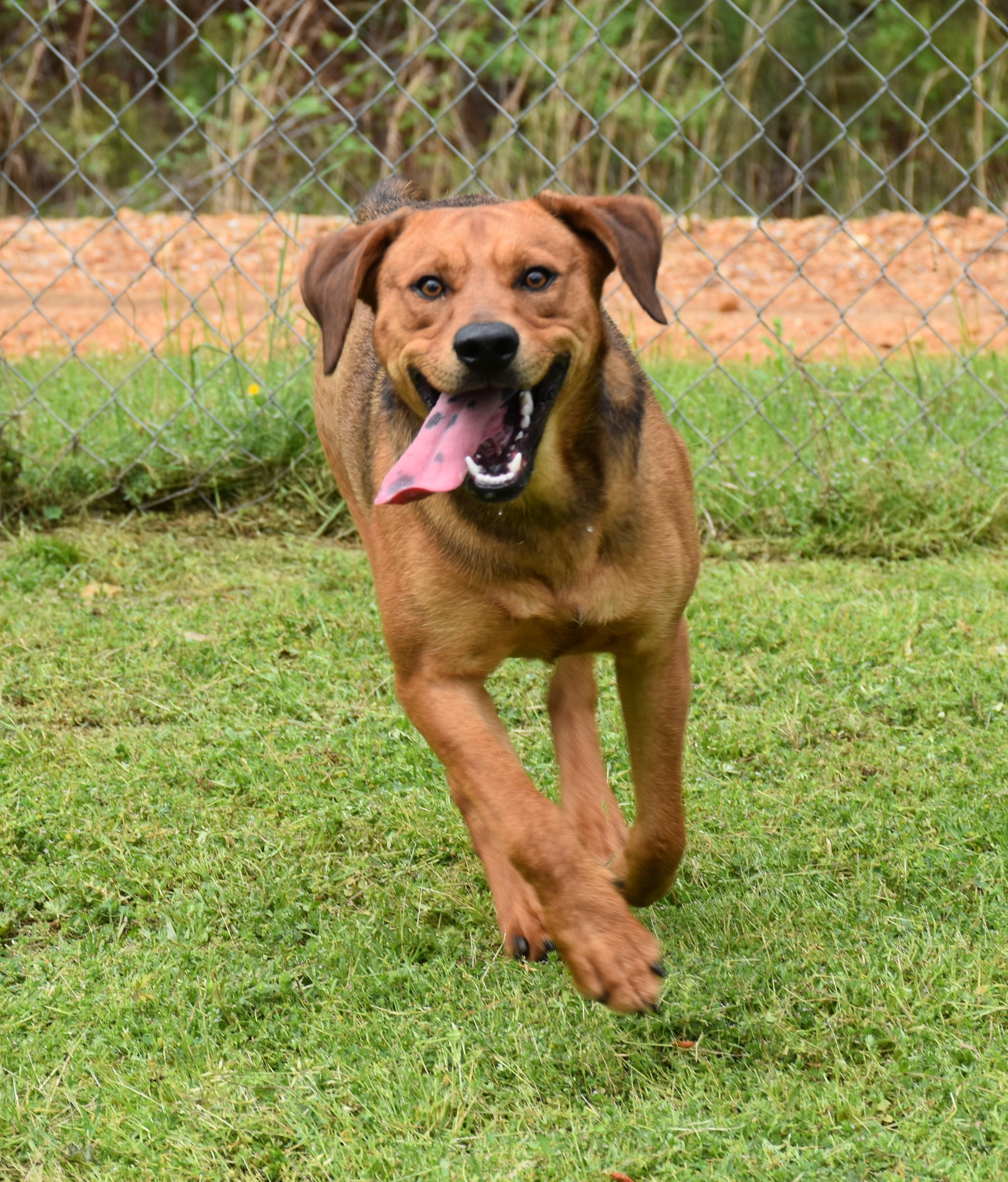 Bowser, a Adoptable mixed breed in Wedowee, AL image 5/12
