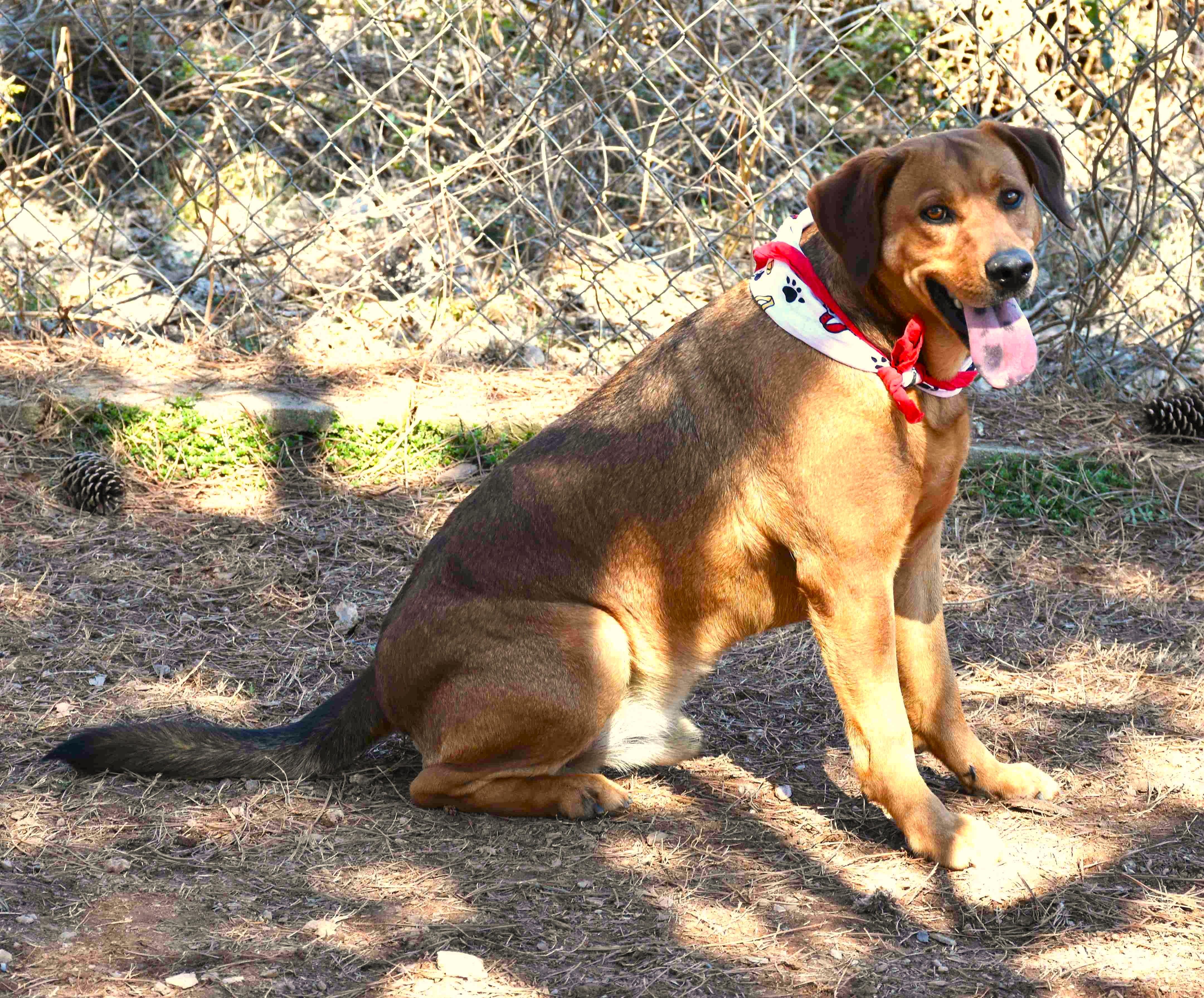 Enlarge Bowser, a Adoptable mixed breed in Wedowee, AL image 4/6