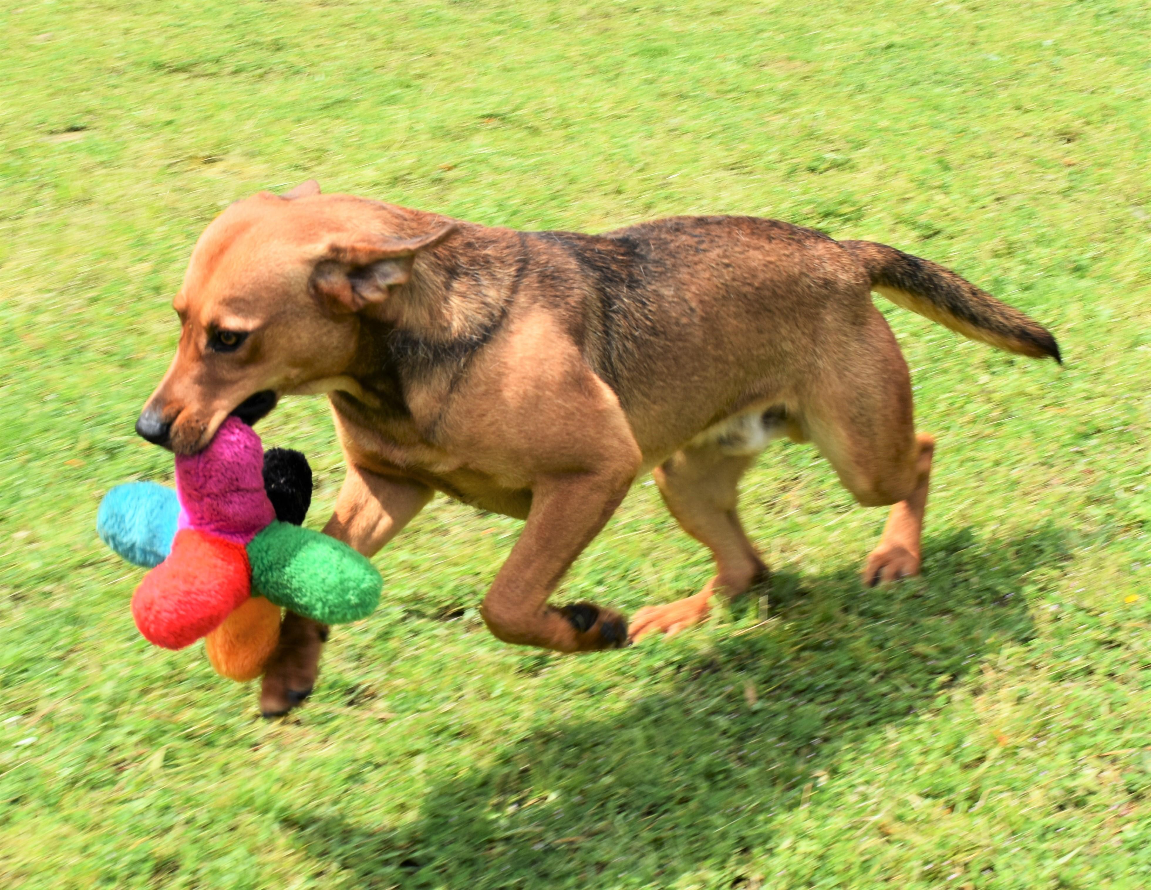 Enlarge Bowser, a Adoptable mixed breed in Wedowee, AL image 7/12