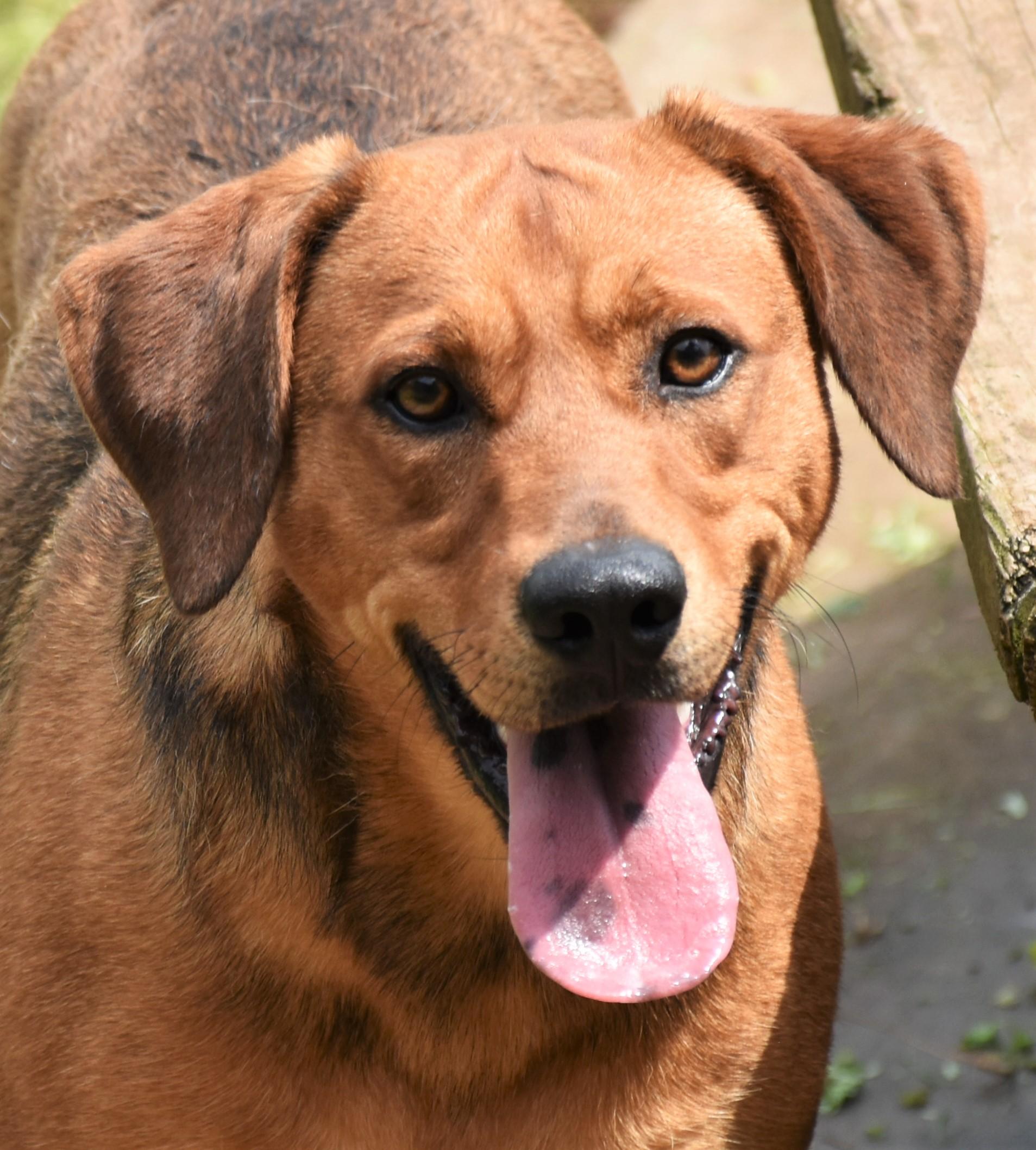 Enlarge Bowser, a Adoptable mixed breed in Wedowee, AL image 8/12