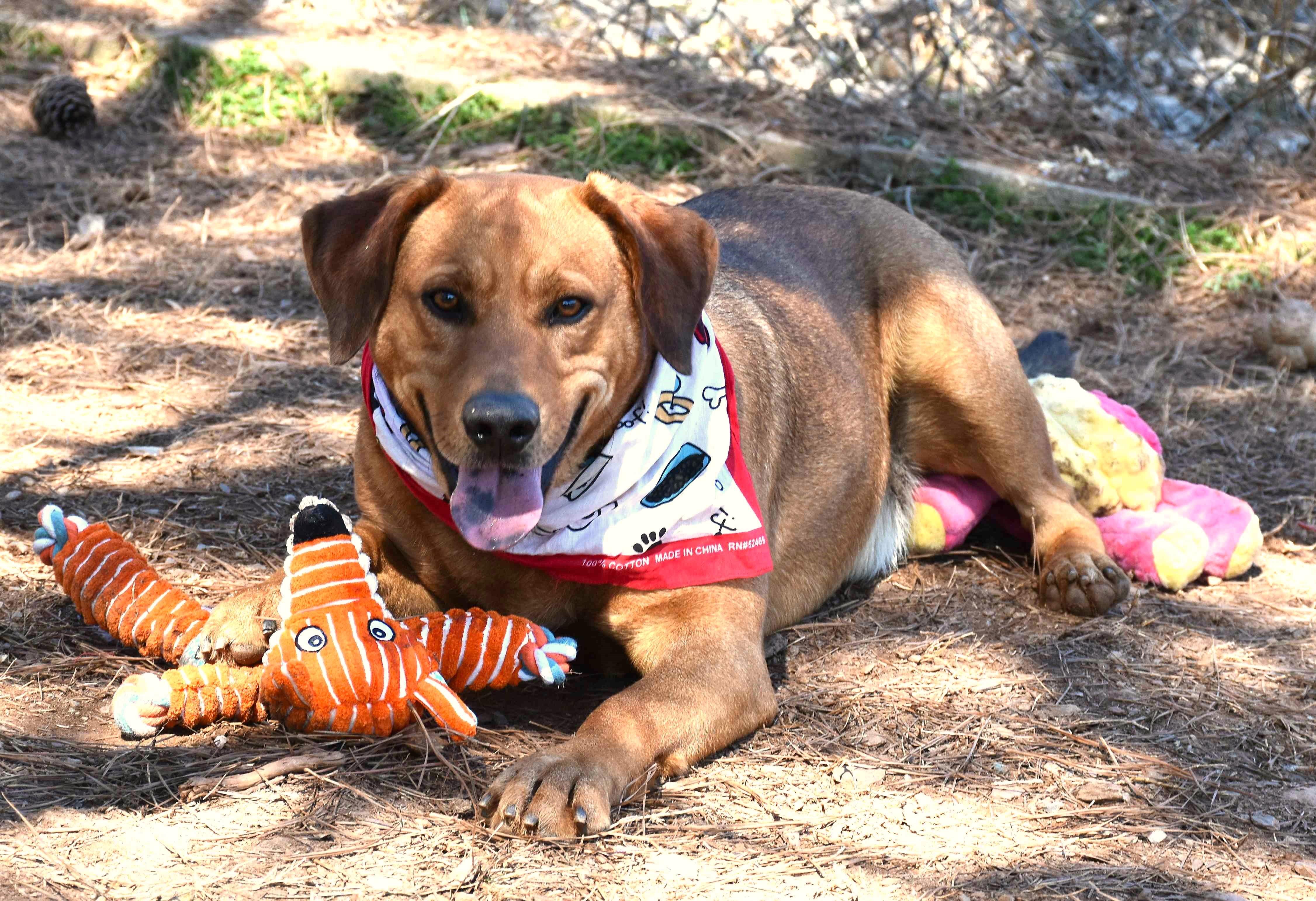 Enlarge Bowser, a Adoptable mixed breed in Wedowee, AL image 3/6